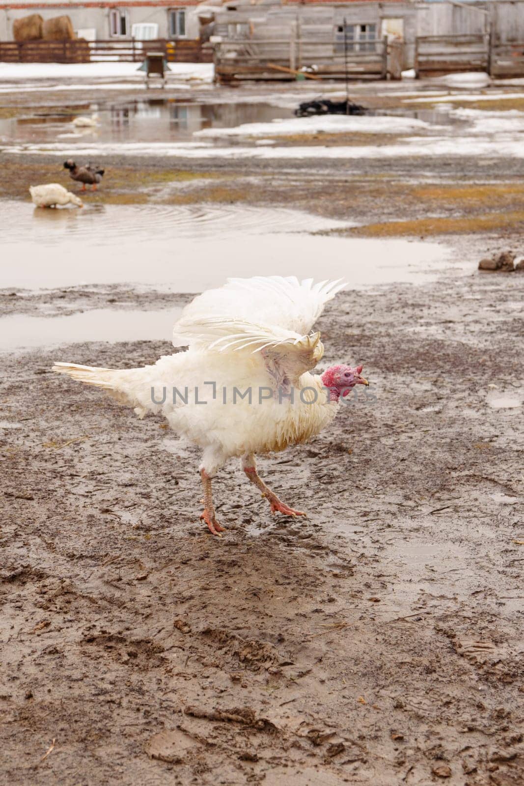 Turkey farm, turkey close-up, turkey rearing concept. Selective focus. Vertical photo by darksoul72