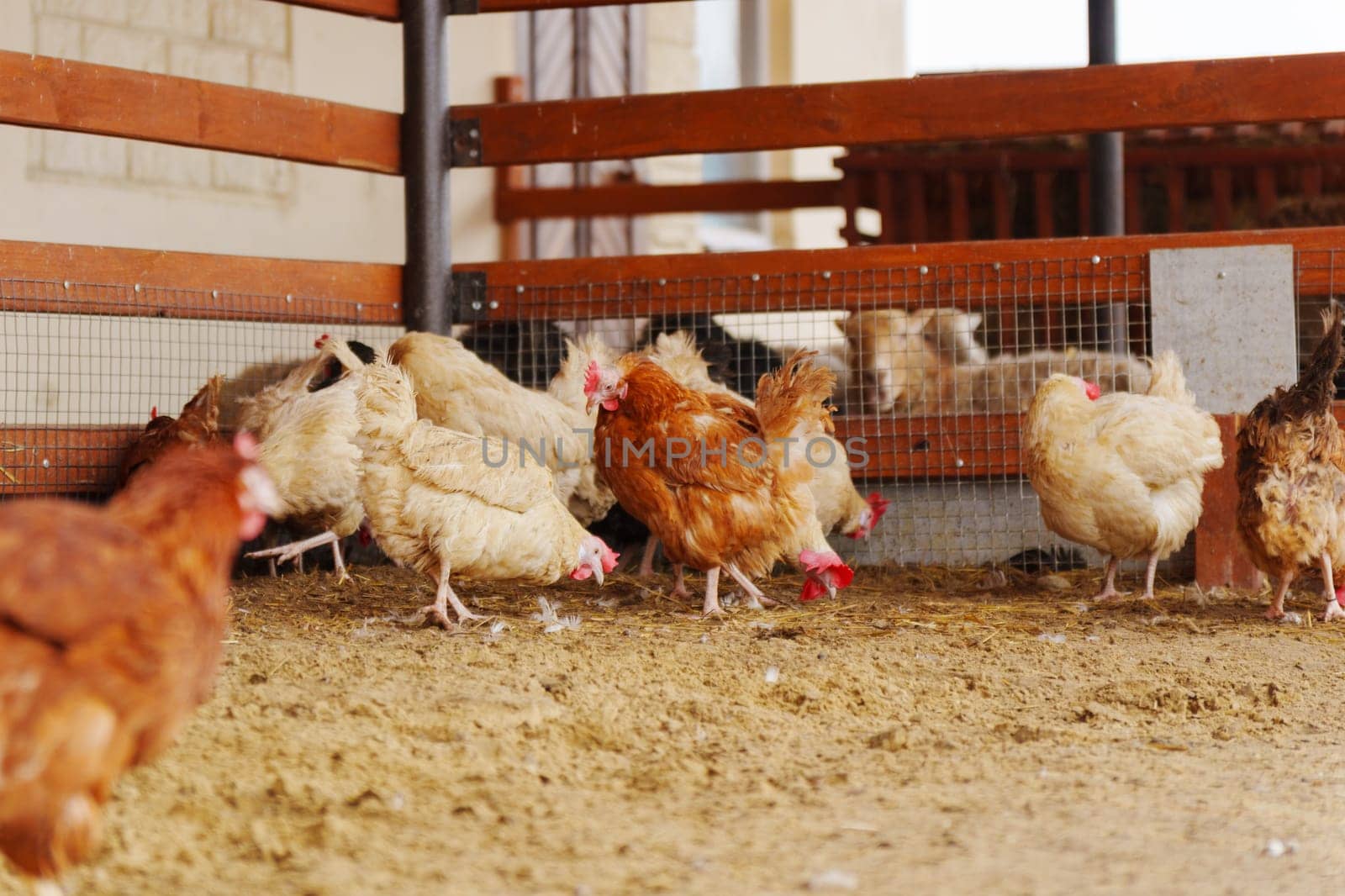 Group of chickens standing in a row, each clucking and pecking at the ground.