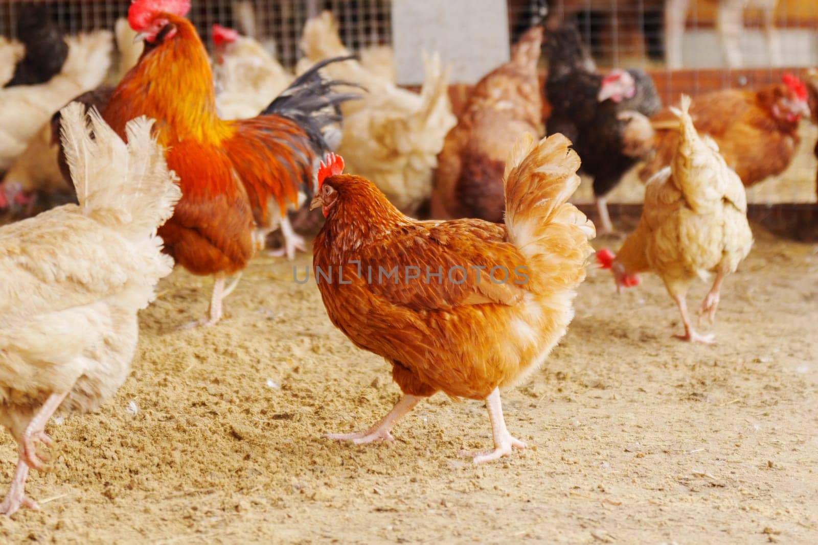 Group of chickens, their feathers ruffling in the wind as they survey their surroundings and peck at the ground.
