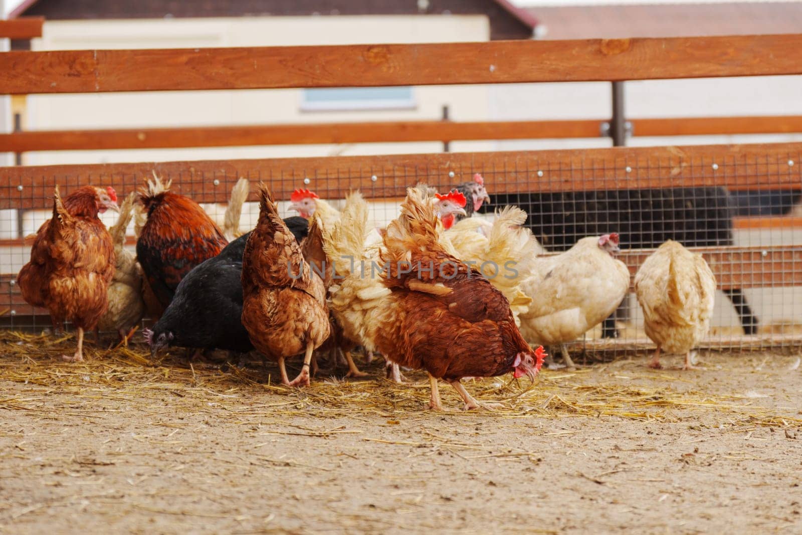 Group of chickens, their feathers ruffling in the wind as they survey their surroundings and peck at the ground.