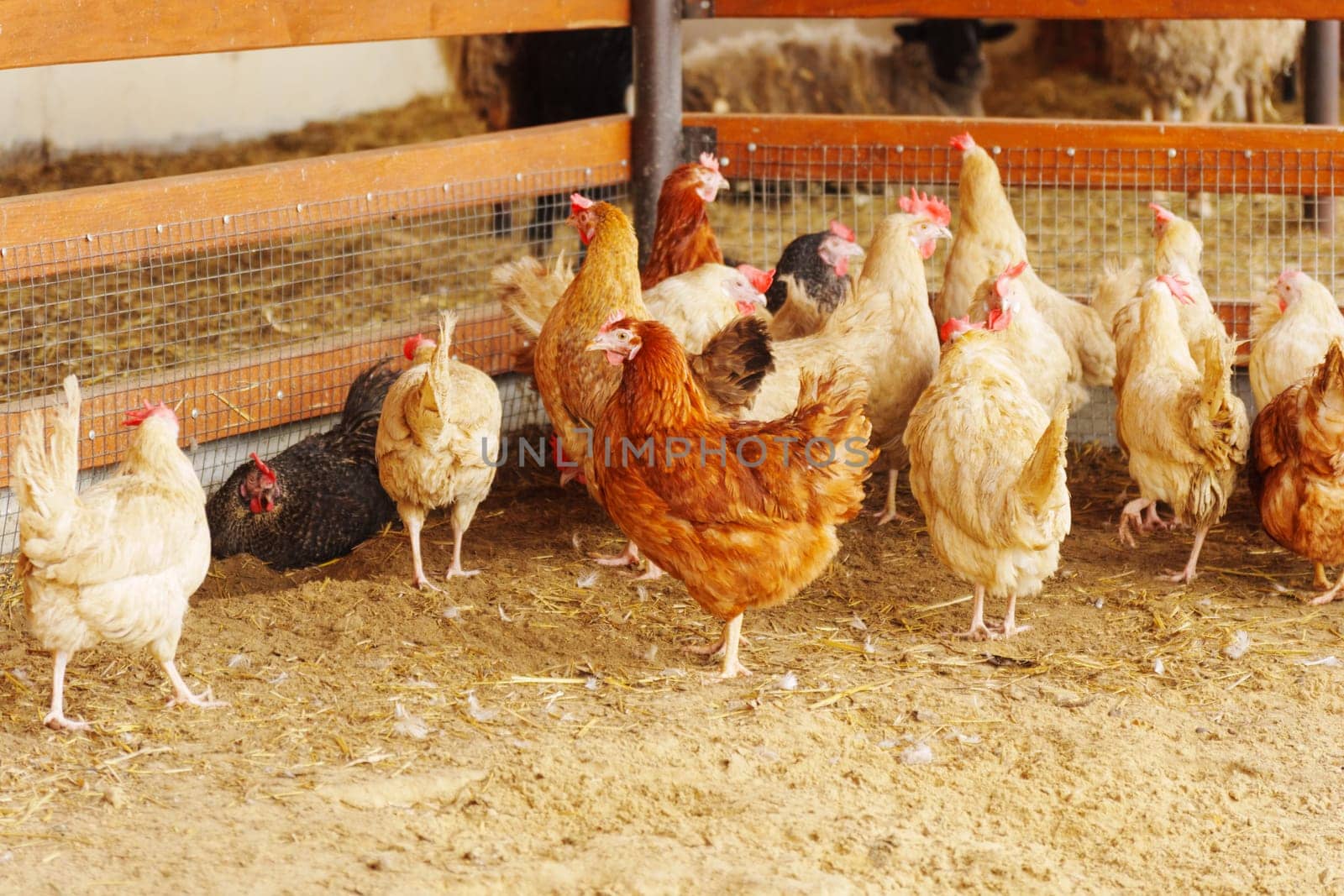 Group of chickens, their feathers ruffling in the wind as they survey their surroundings and peck at the ground.