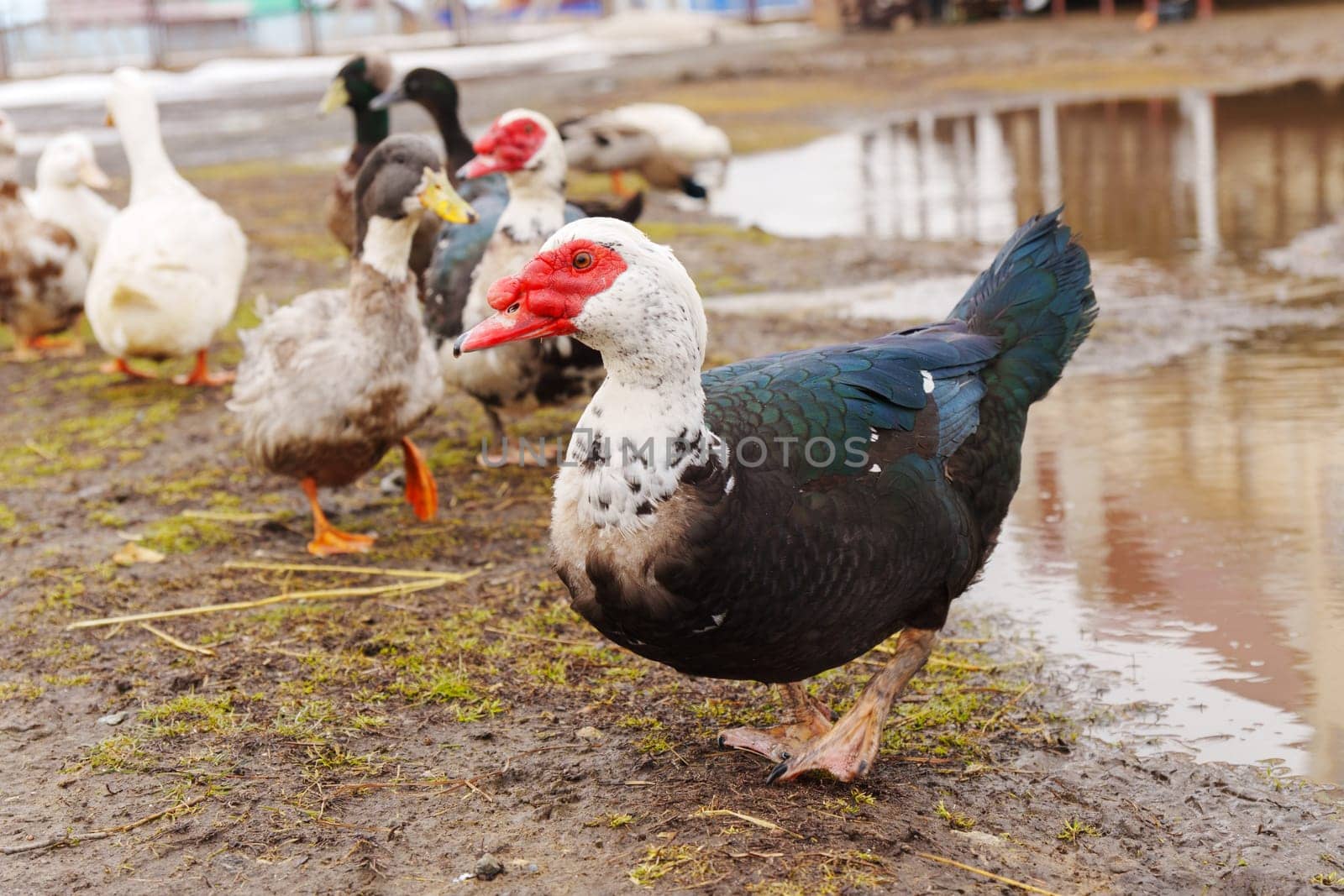 Muscovy duck with black and white feathers gracefully stands, showcasing its vibrant red beak in a farm setting. by darksoul72