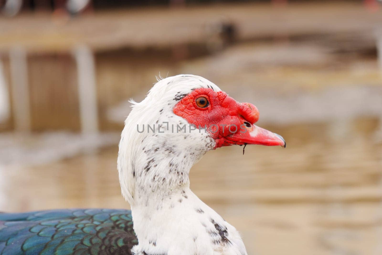 Muscovy duck and a distinctive red face is seen rummaging through the soil at the edge of a puddle.