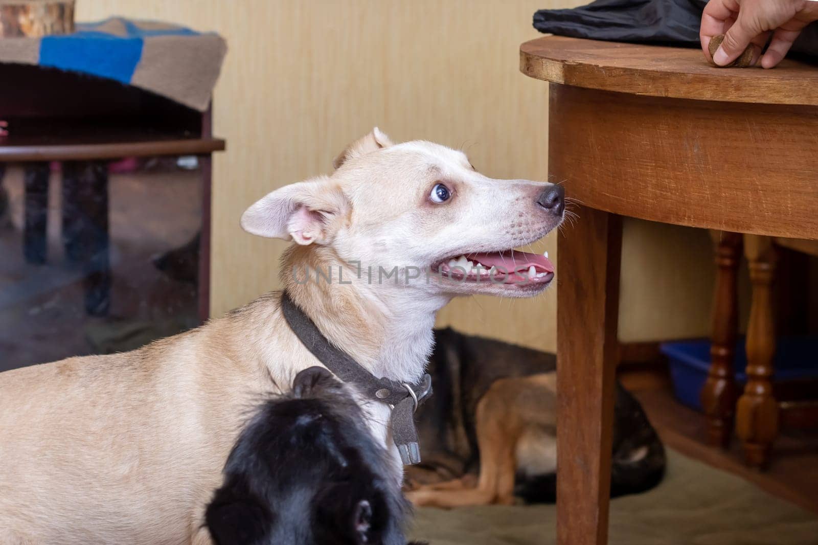 Two funny dogs playing at home close up