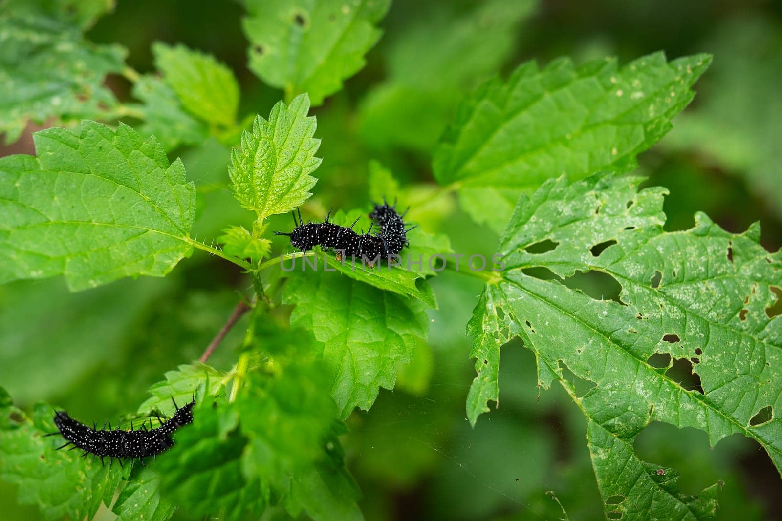 Two black caterpillars on vibrant green leaves, showcasing a natural, serene environment