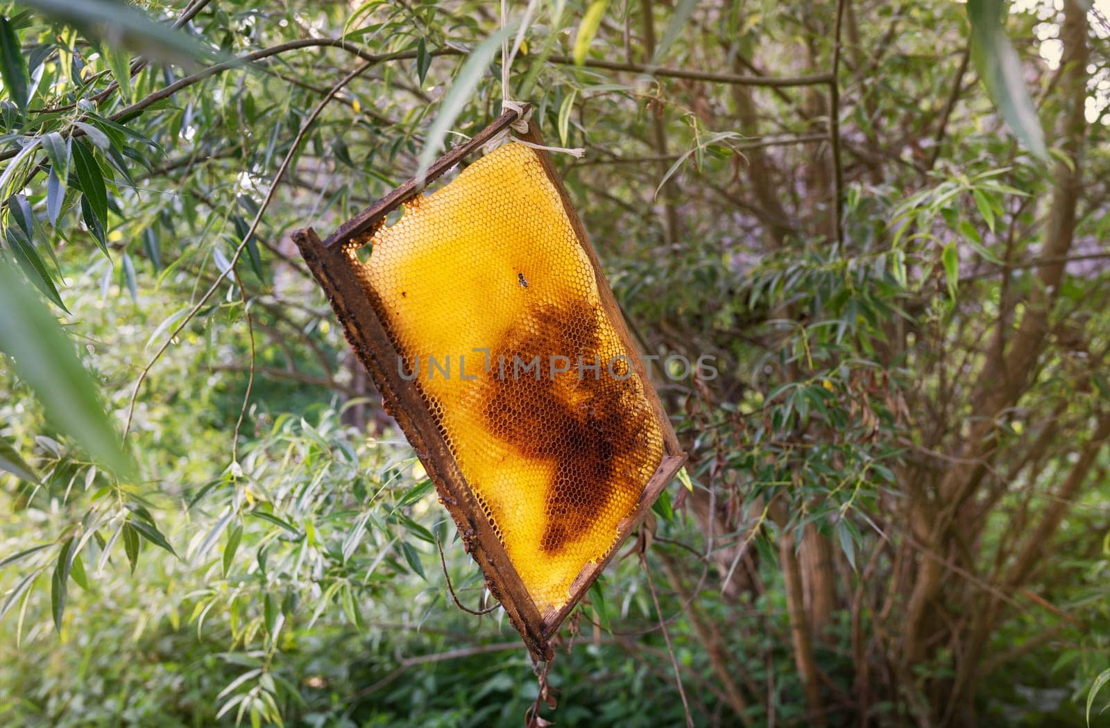 A naturally formed honeycomb hangs from a tree, showcasing intricate bee architecture