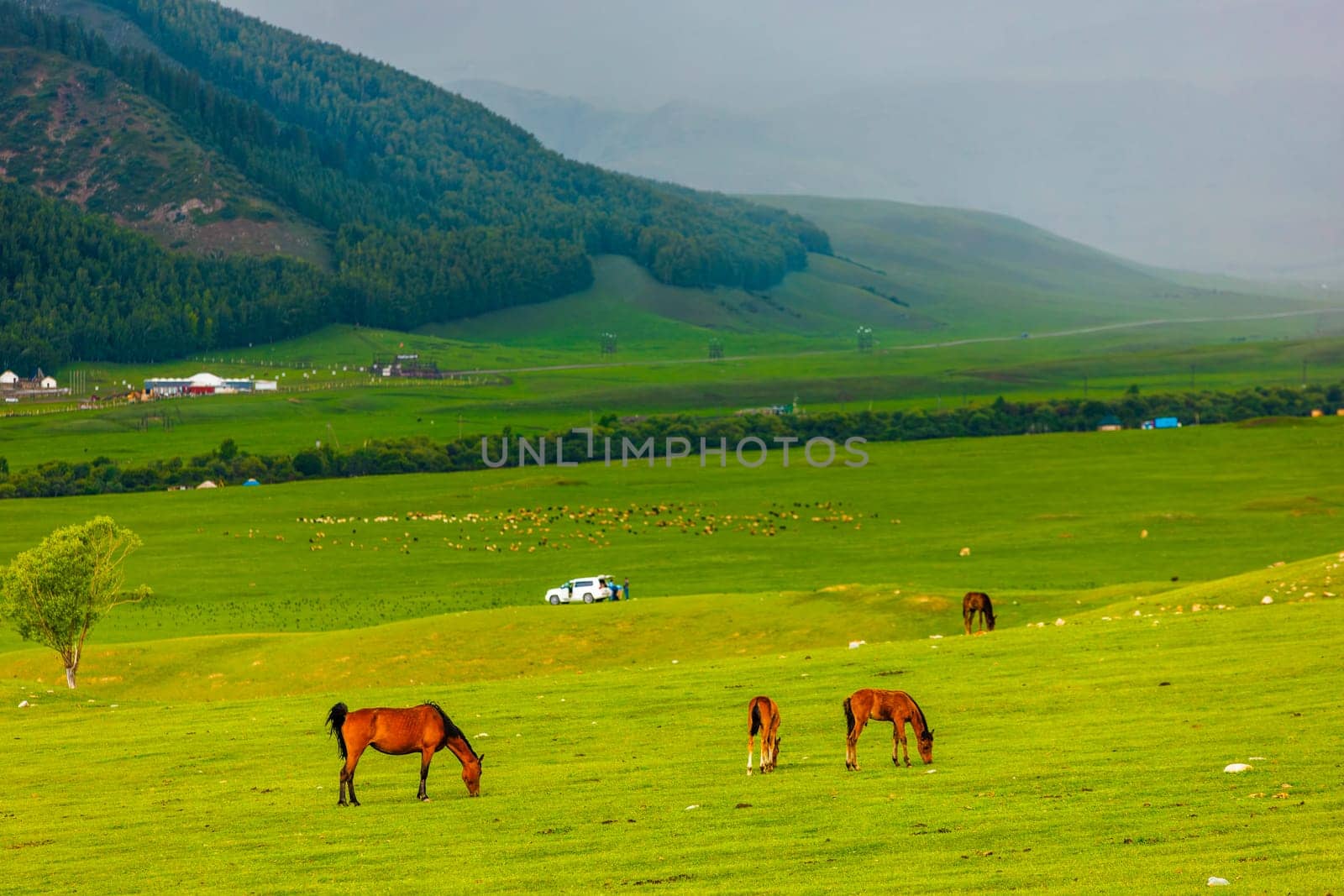 Horses grazing in a grassy field with mountains in the background by z1b