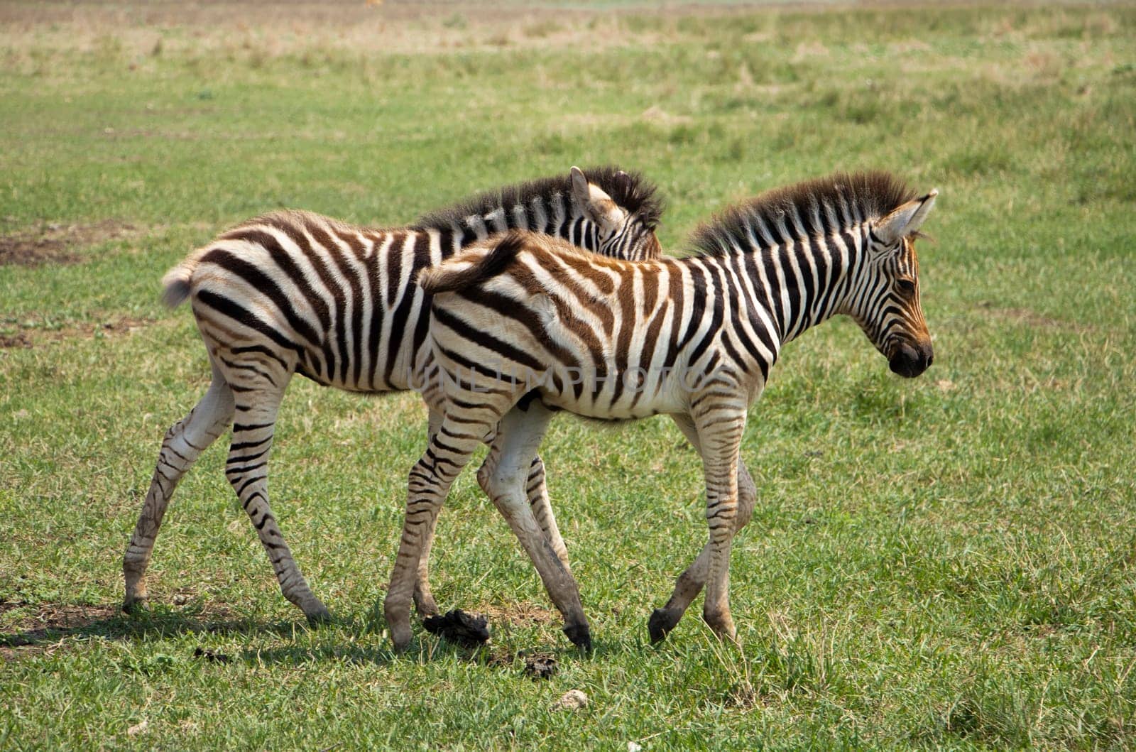 selective focus. Little zebra children play in the savannah. by Suietska