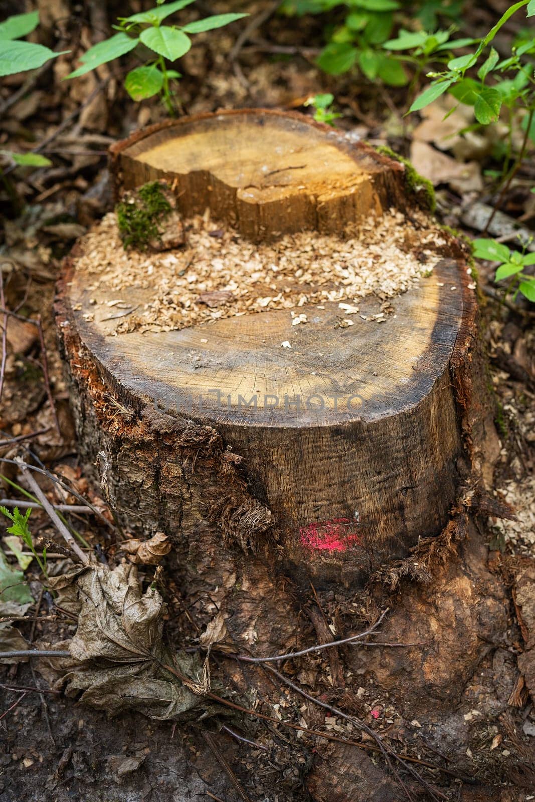 A freshly cut tree stump with sawdust, surrounded by greenery