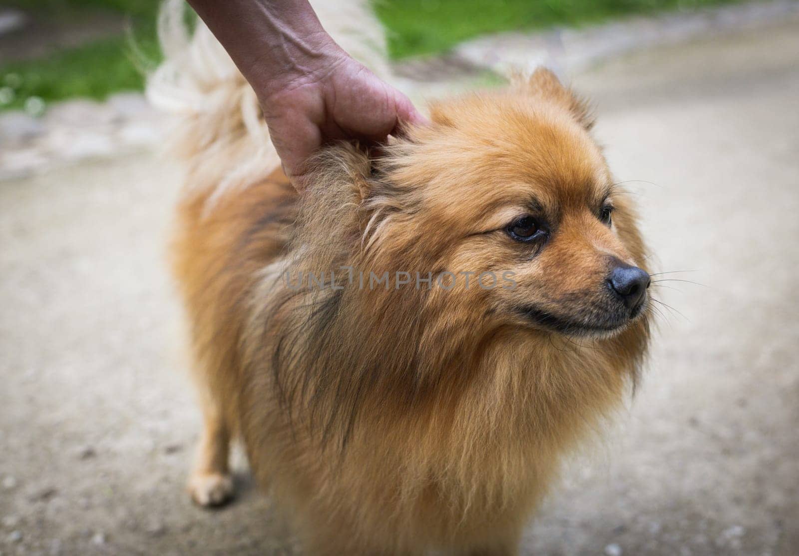 Portrait of one female hand holding the leash around the neck of a beautiful Pomeranian dog walking along a path in a public park on a summer day, close-up side view.