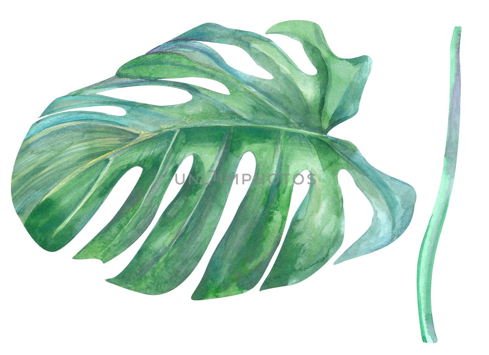 natural green monstera leaf and stem painted with watercolors by MarinaVoyush