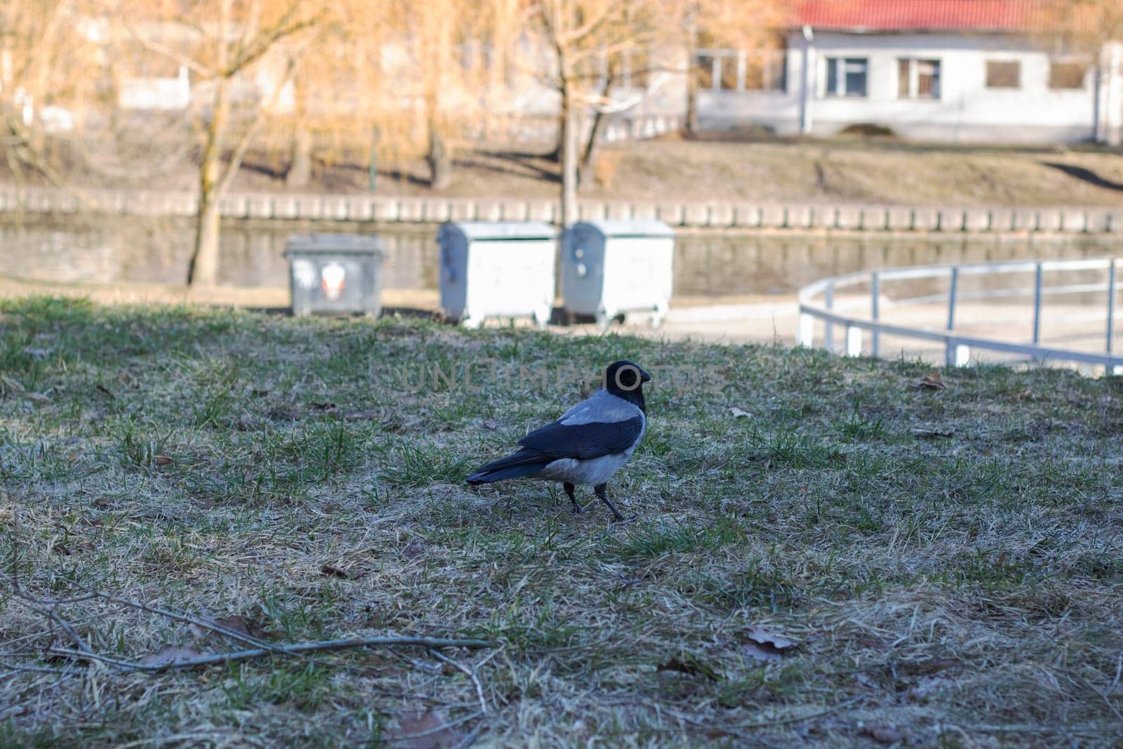 A seabird with a black and white plumage is perched on a twig surrounded by lush green grass and towering trees in a natural landscape