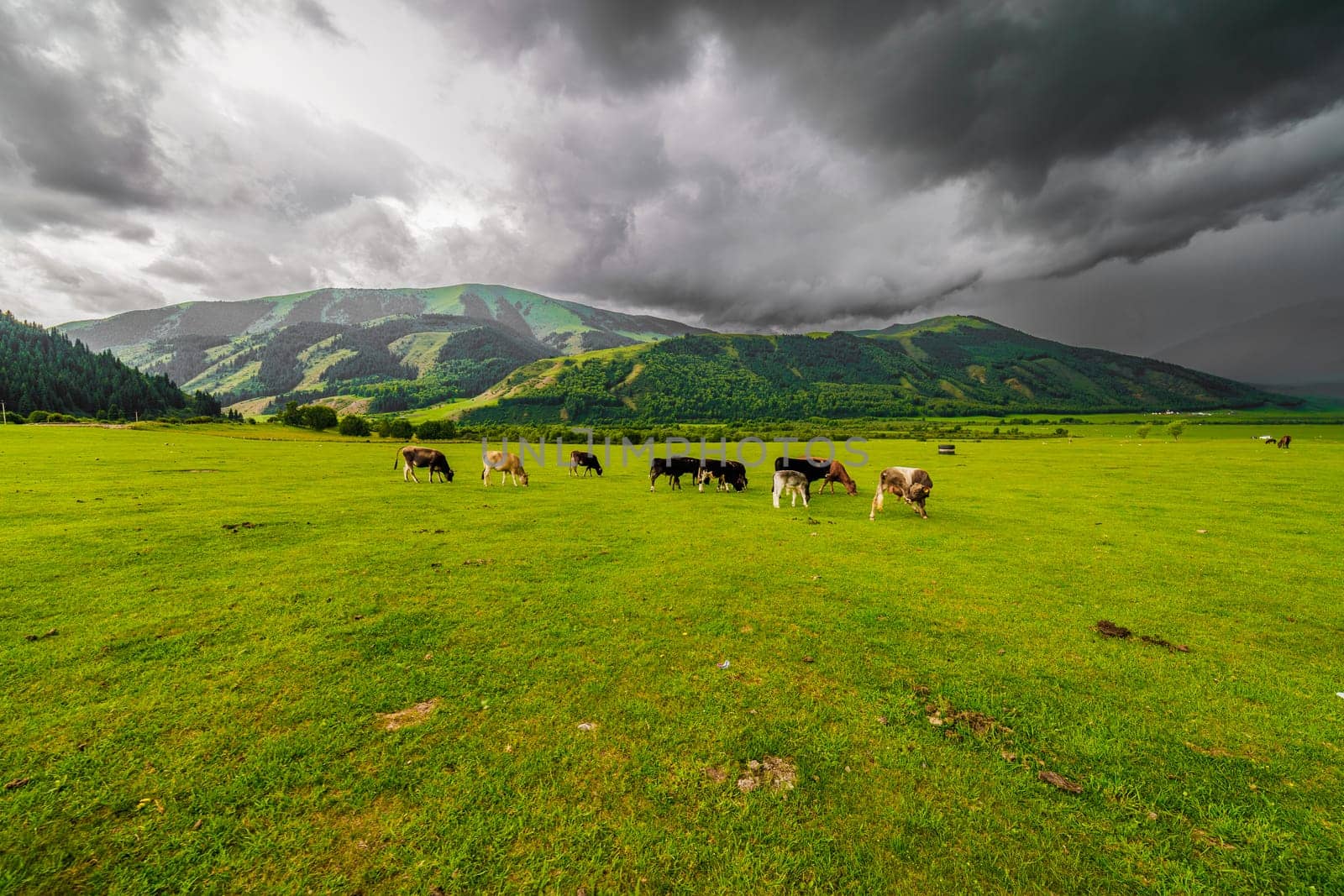 A herd of cows peacefully grazing in a green grassland with mountains in the background under a cloudy sky, creating a beautiful natural landscape