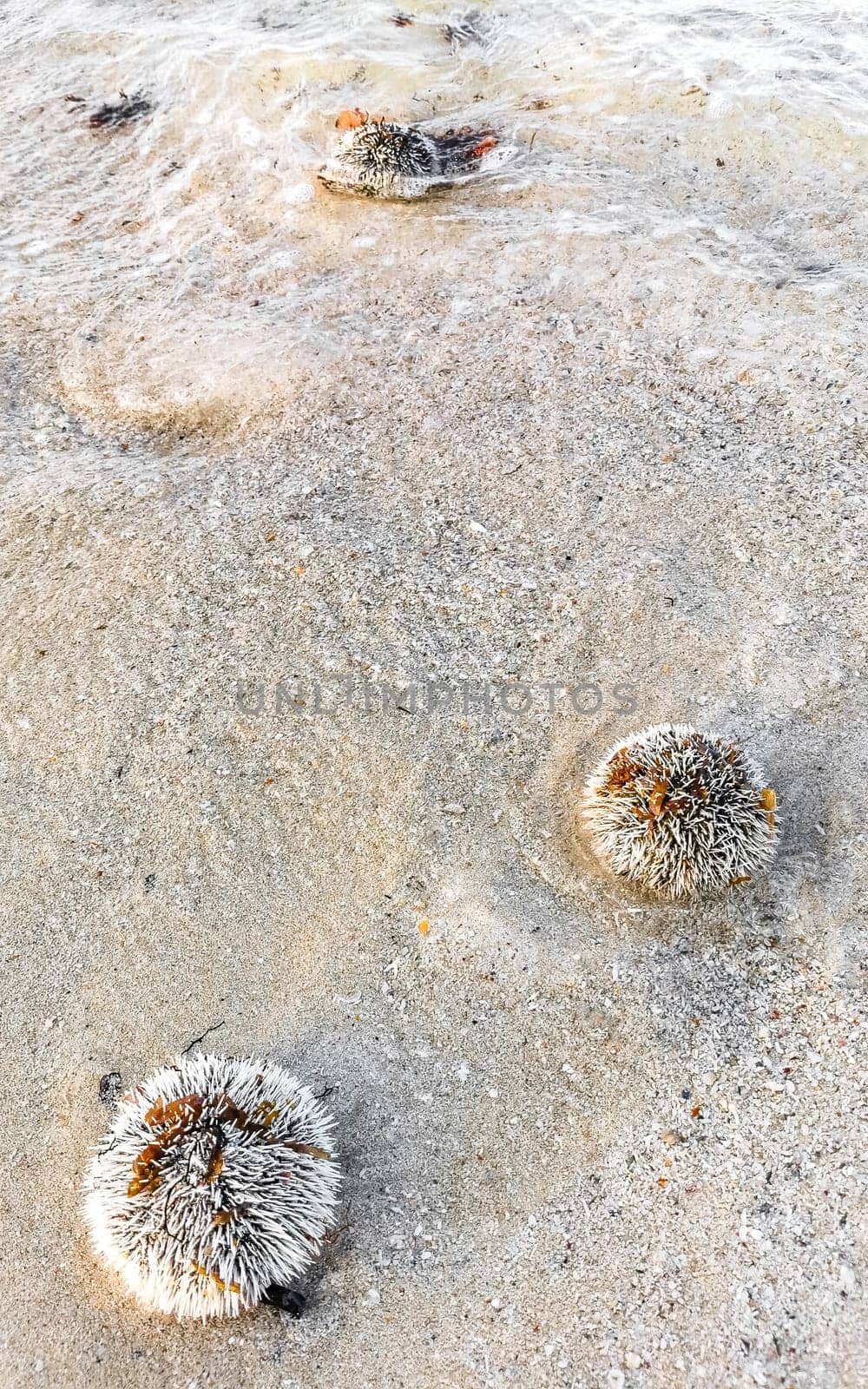 Long spined sea urchin urchins tones rocks and corals in turquoise green and blue water on the Caribbean beach in Playa del Carmen Quintana Roo Mexico.