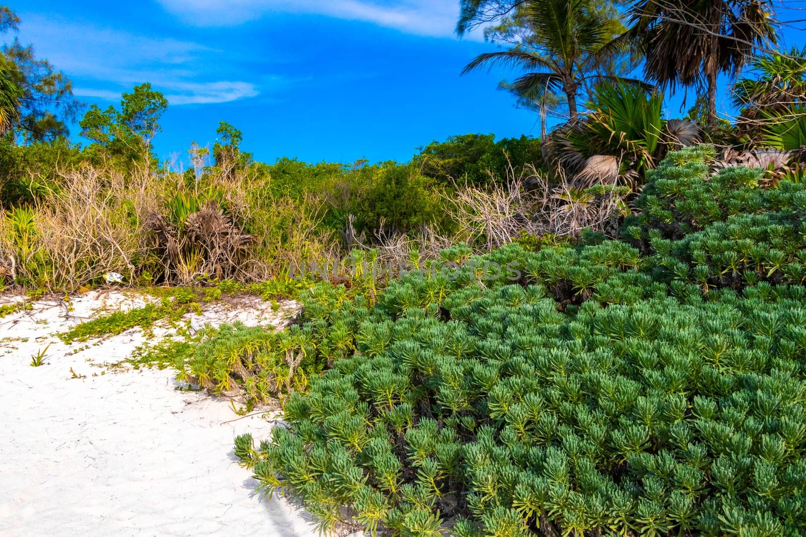Tropical mexican caribbean beach nature with plants palm trees and fir trees in jungle forest nature with  blue sky and beach sand in Playa del Carmen Quintana Roo Mexico.