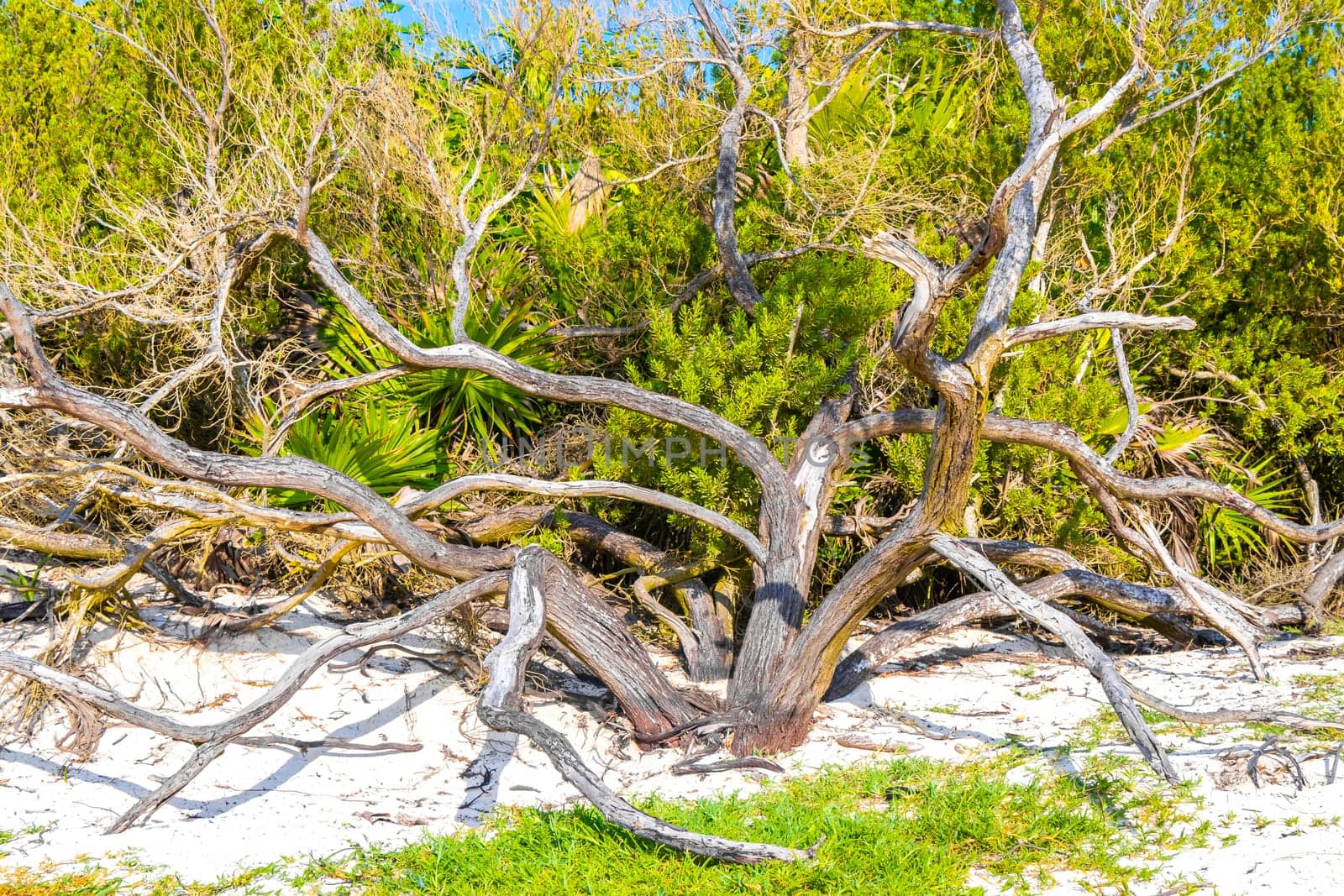 Old dead tree trunk branch on the beach in the tropical jungle in Playa del Carmen Quintana Roo Mexico.