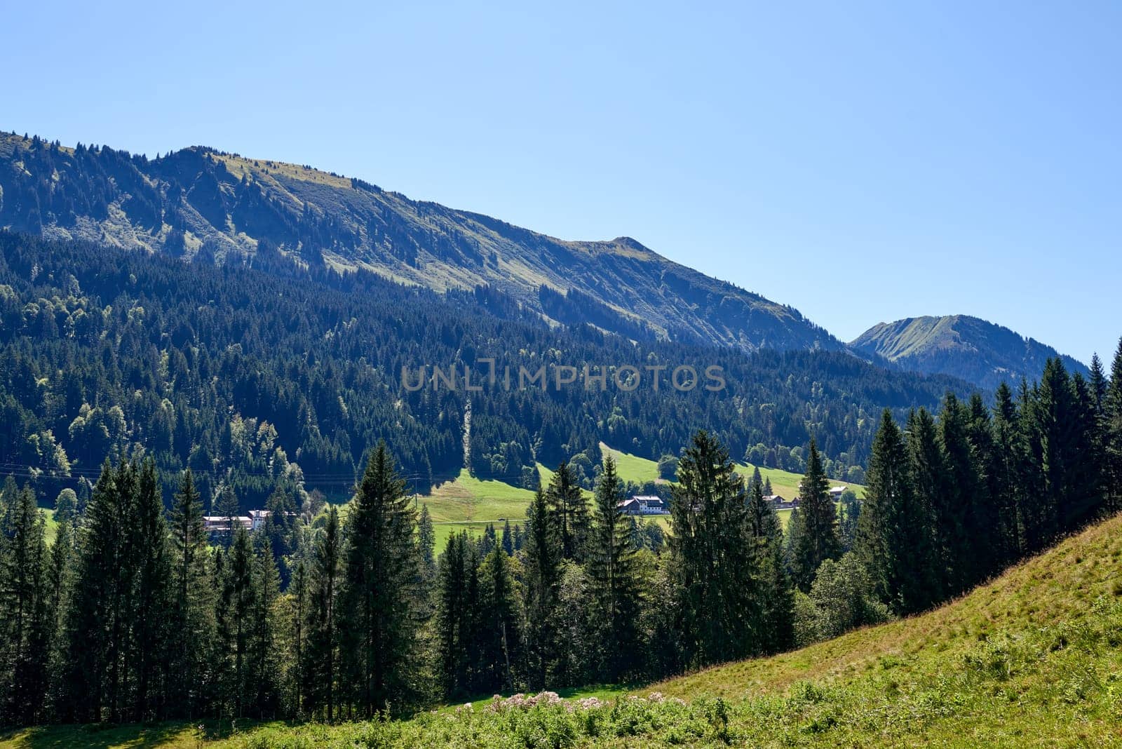 Alpine Meadows, Pine Forests, and the Azure Sky. Summer Meadows and Evergreen Forests Beneath Blue Skies. Mountain: Grazing Pastures and Pine-Laden Slopes in Summer. Nature Alpine Ecosystem Harmony Under a Canopy of Blue. Alpine Haven: Eco-Friendly Meadows and Fir-Adorned Slopes. by Andrii_Ko