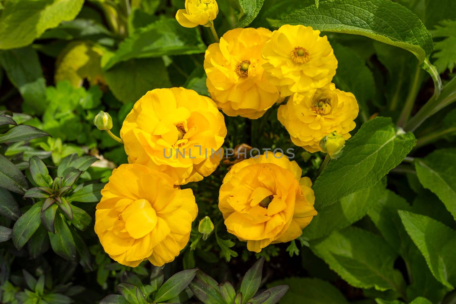 Yellow Bright Ranunculus Asiaticus or Rimmed Persian Buttercup Flower Outdoors In Garden Or Plant Nursery. Colorful Flowers, Botany, Floriculture. Horizontal Plane by netatsi