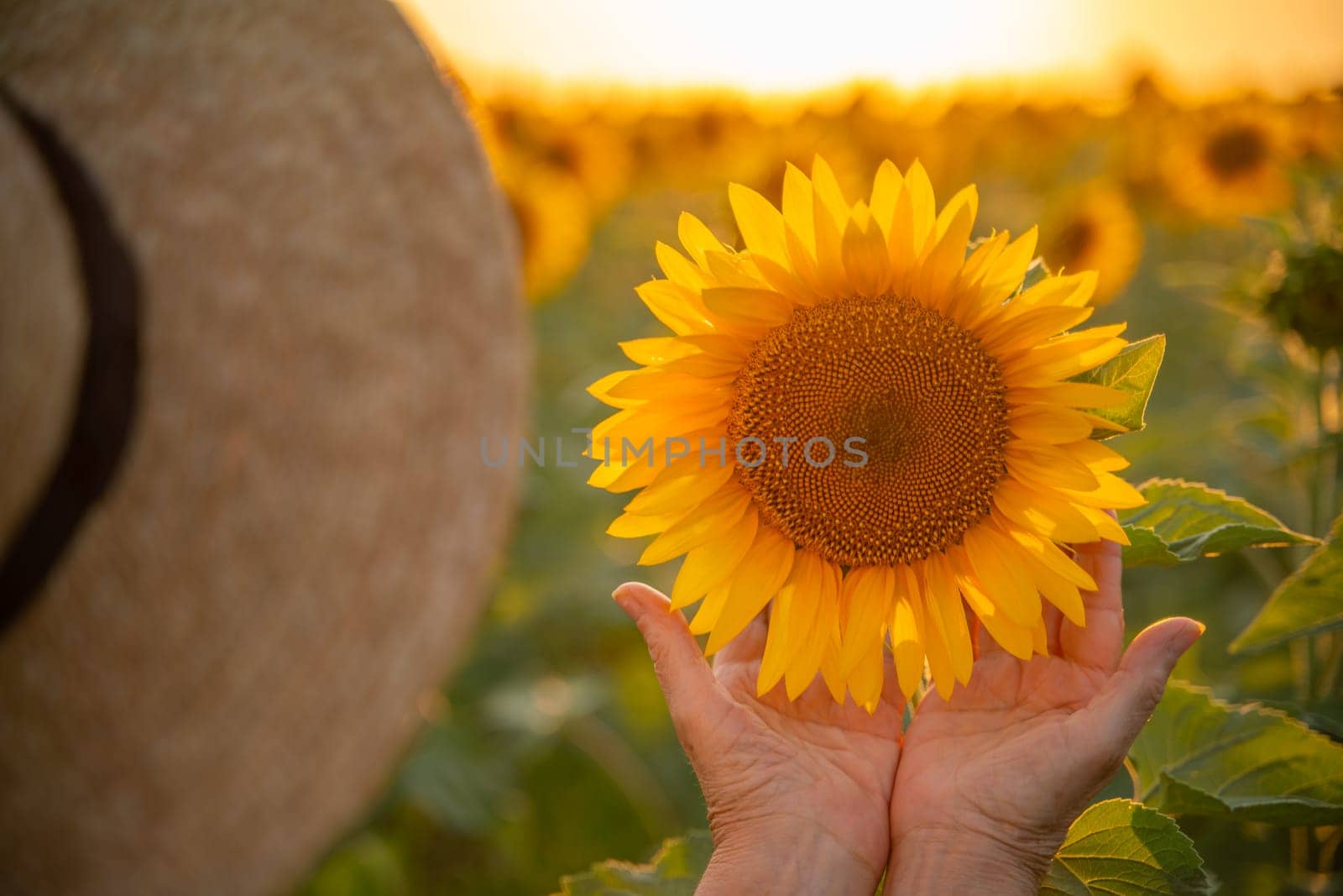 Female hands holding sunflower flower against the backdrop of a sunflower field at sunset light. Concept agriculture oil production growing sunflower seeds for oil by Matiunina