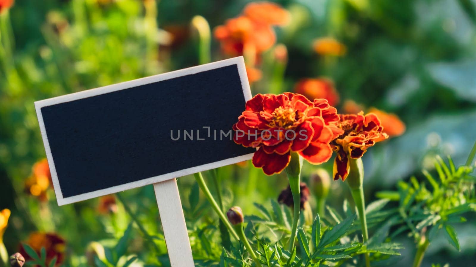 Blank Black billboard against marigold flowers field garden. Empty mockup template Blackboard label at farm land. Copy space banner for your text. Agricultural landscape advertisement sample