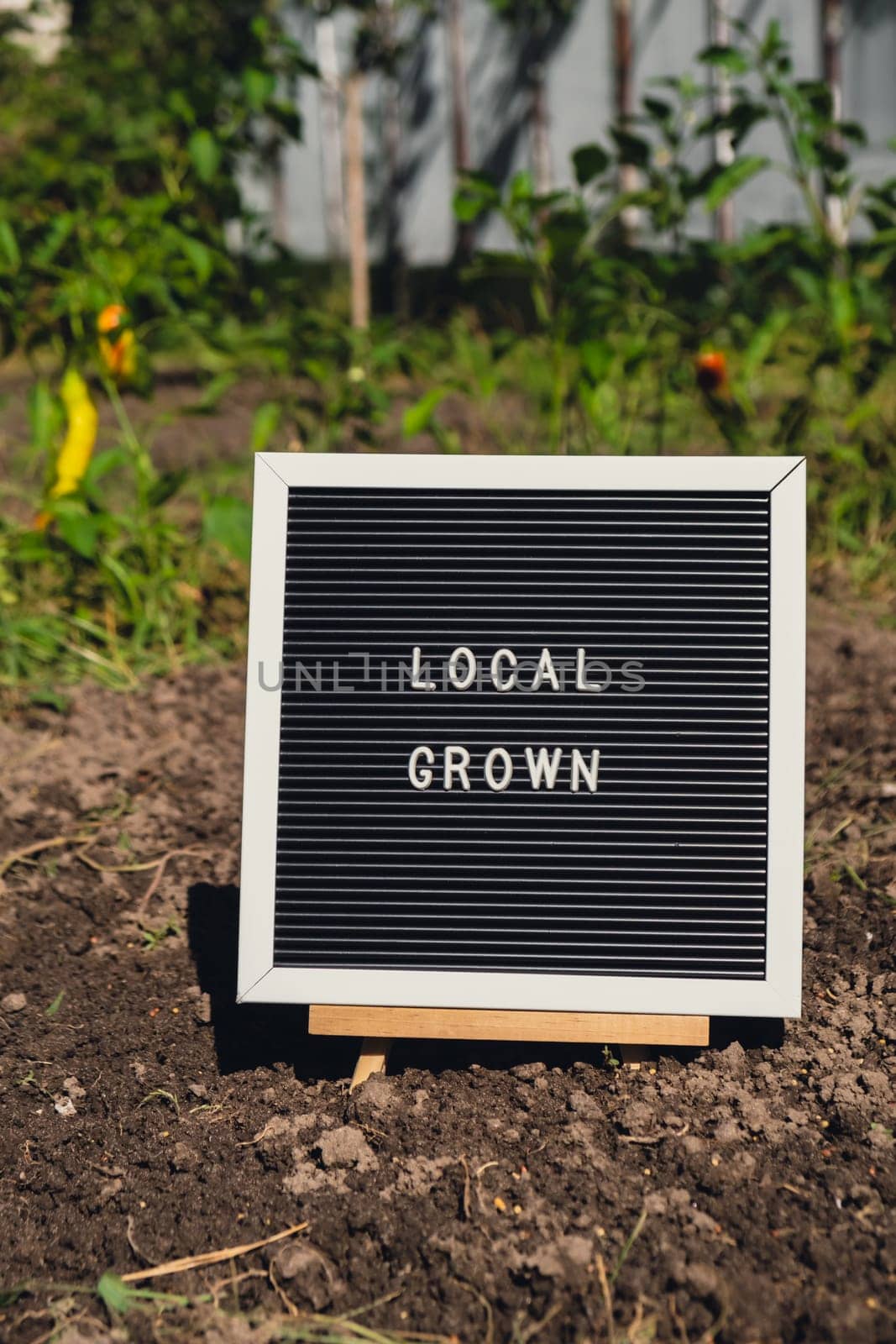 Letter board with text LOCAL GROWN on background of garden bed with bell peppers. Organic farming, produce local vegetables concept. Supporting local farmers by anna_stasiia