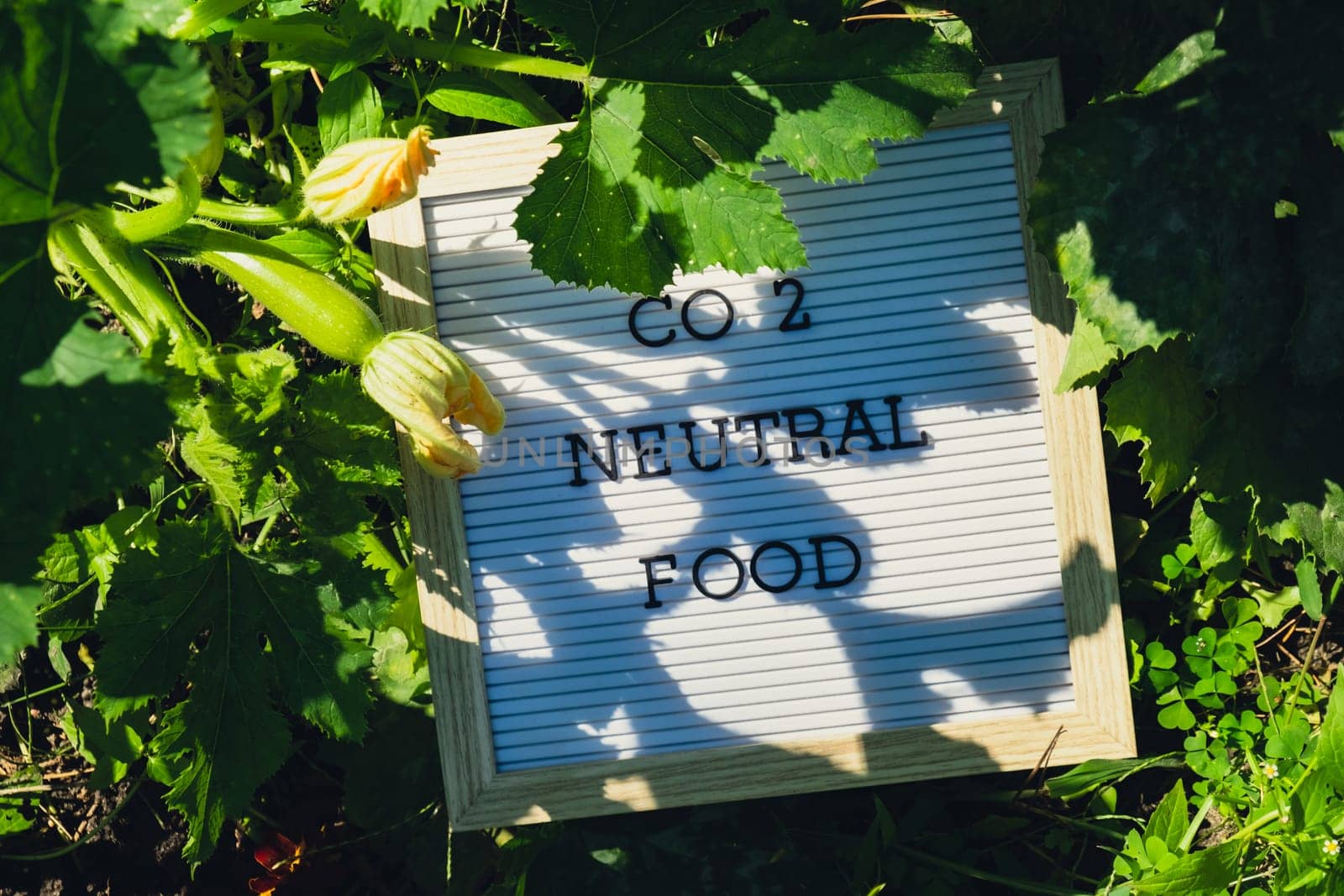 CO2 NEUTRAL FOOD message on background of fresh eco-friendly bio grown green zucchini in garden. Countryside food production concept. Locally produce harvesting. Sustainability and responsibility