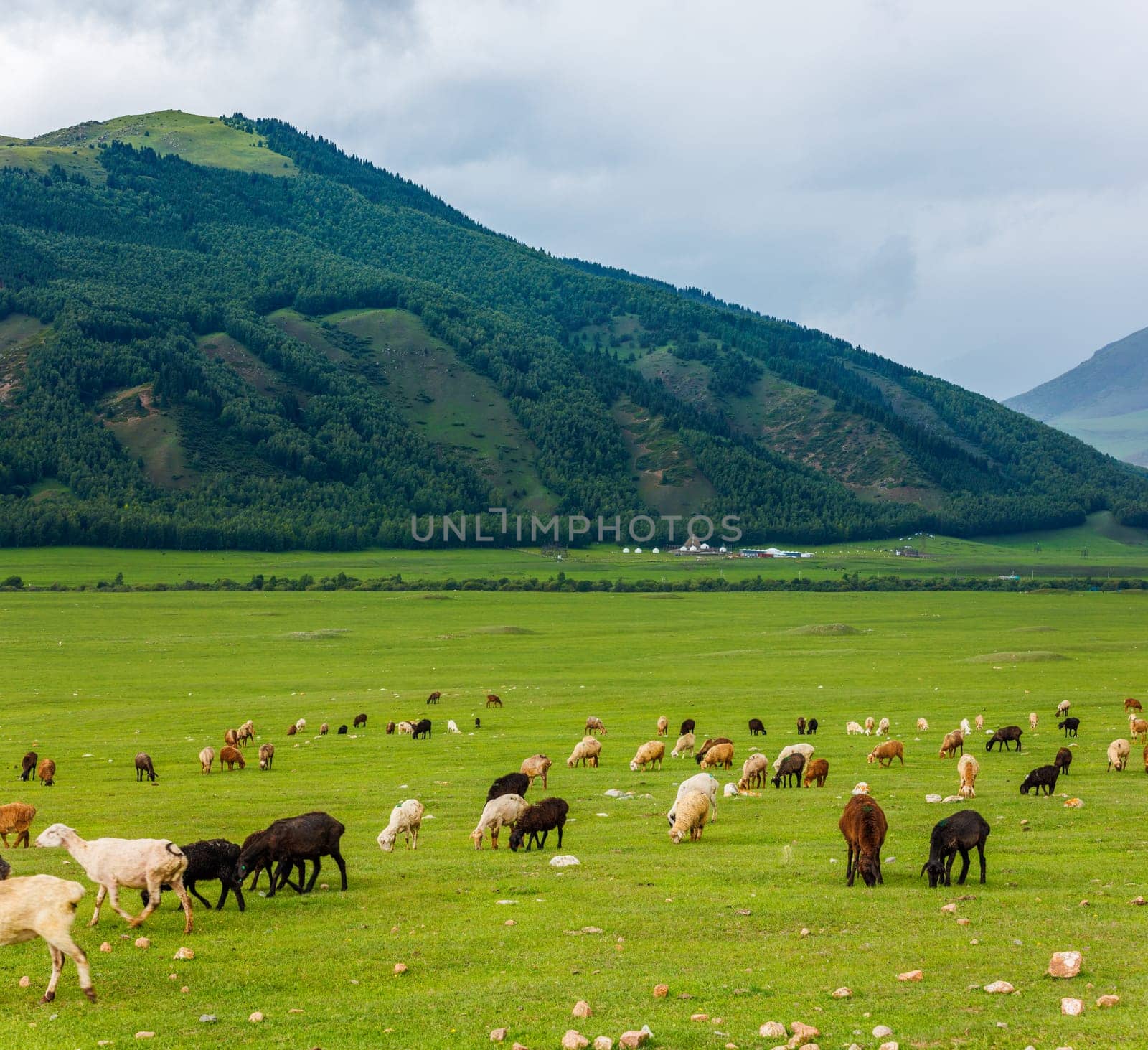 Sheep peacefully graze in a grassy field surrounded by majestic green mountains, creating a picturesque natural landscape. Kyrgyz yurt camp in the background.