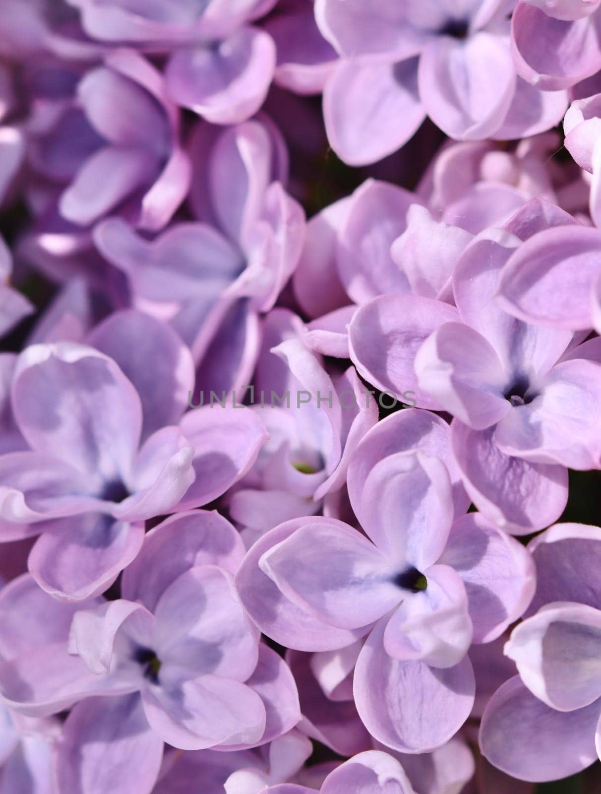 Background of blooming purple terry lilac. Soft focus by Olayola