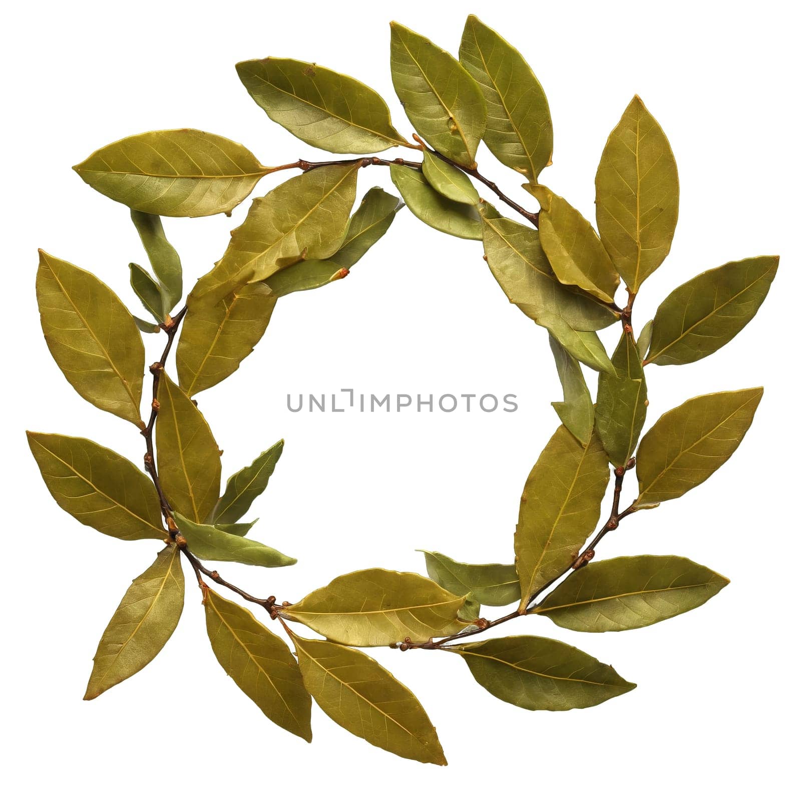 Bay Leaves fresh bay leaves arranged in a laurel wreath shape with some leaves falling by panophotograph