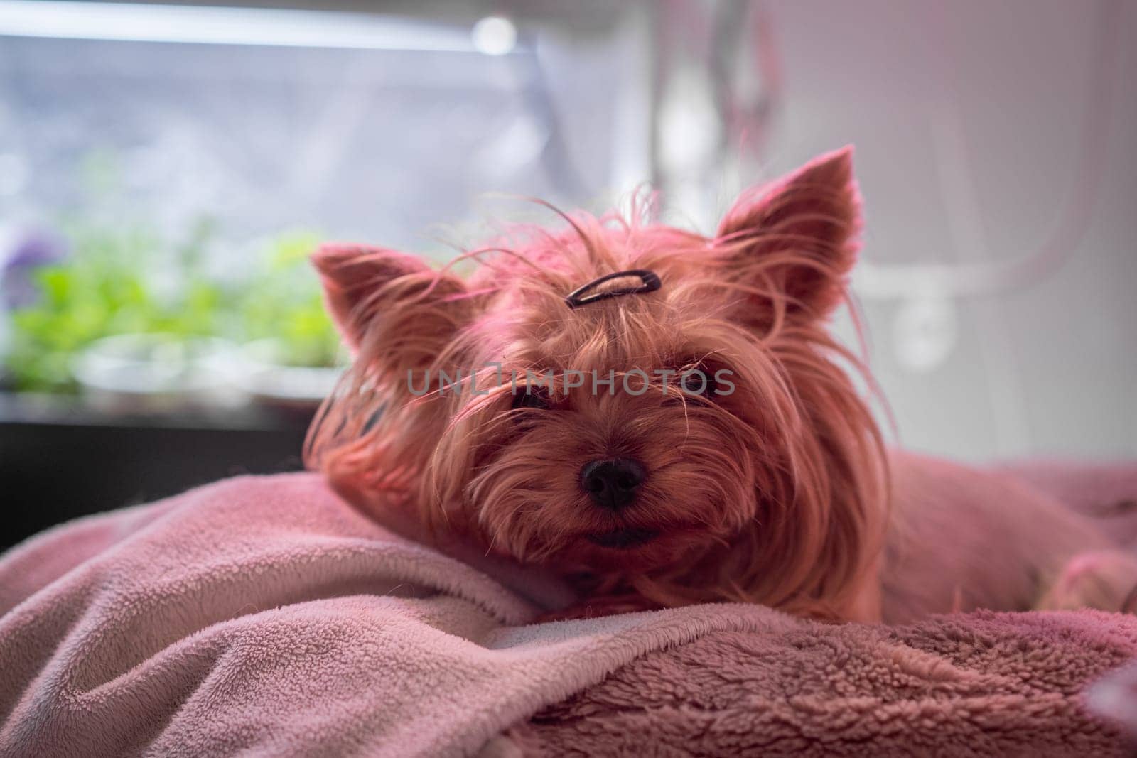 The Yorkshire Terrier dog is lying on the couch and resting. A beautiful pet dog by AnatoliiFoto