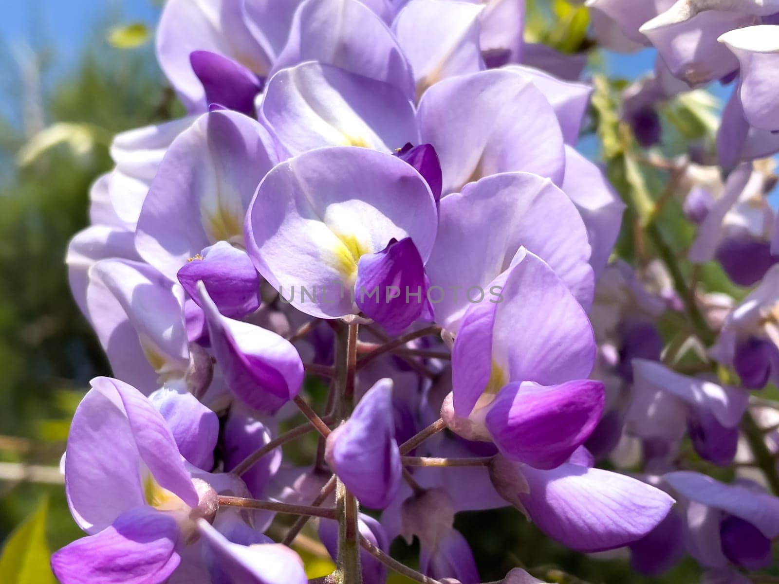 Blooming Wisteria Sinensis with scented classic purple flowersin full bloom in hanging racemes on the wind closeup. Garden with wisteria in spring