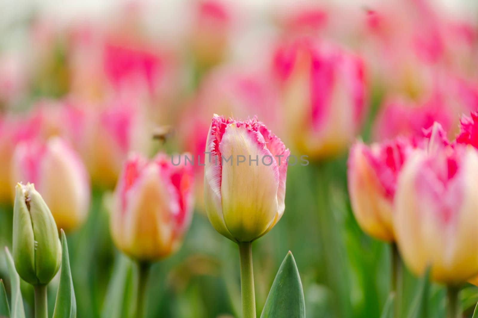 Pink tulips spring blossoming, bokeh flower background, pastel and soft floral card, selective focus by Matiunina