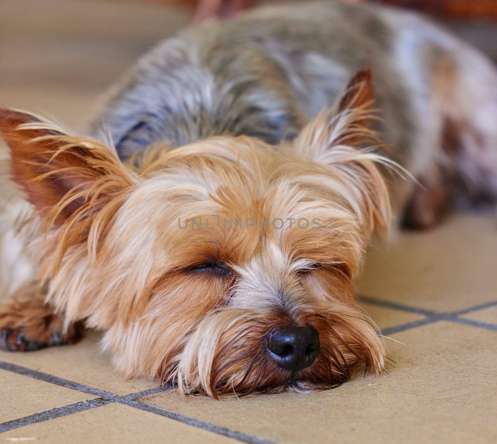 Sleeping puppy, dog and pet in the home, relax on kitchen floor and comfort with mans best friend. Adoption, foster and animal care, tired domestic yorkshire terrier with nap or asleep for wellness.