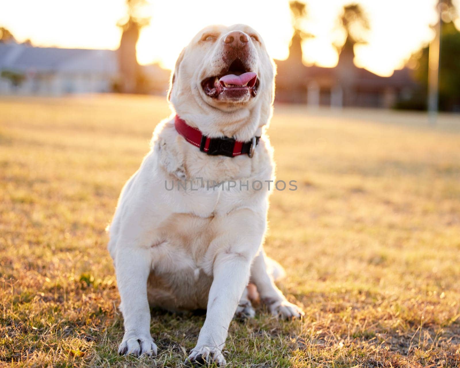 Dog, grass and park with collar for obedience training, pet sports and walking. Labrador, lawn and leash on field or backyard for exercise, workout and fun with sunset, flare and bark in summer.