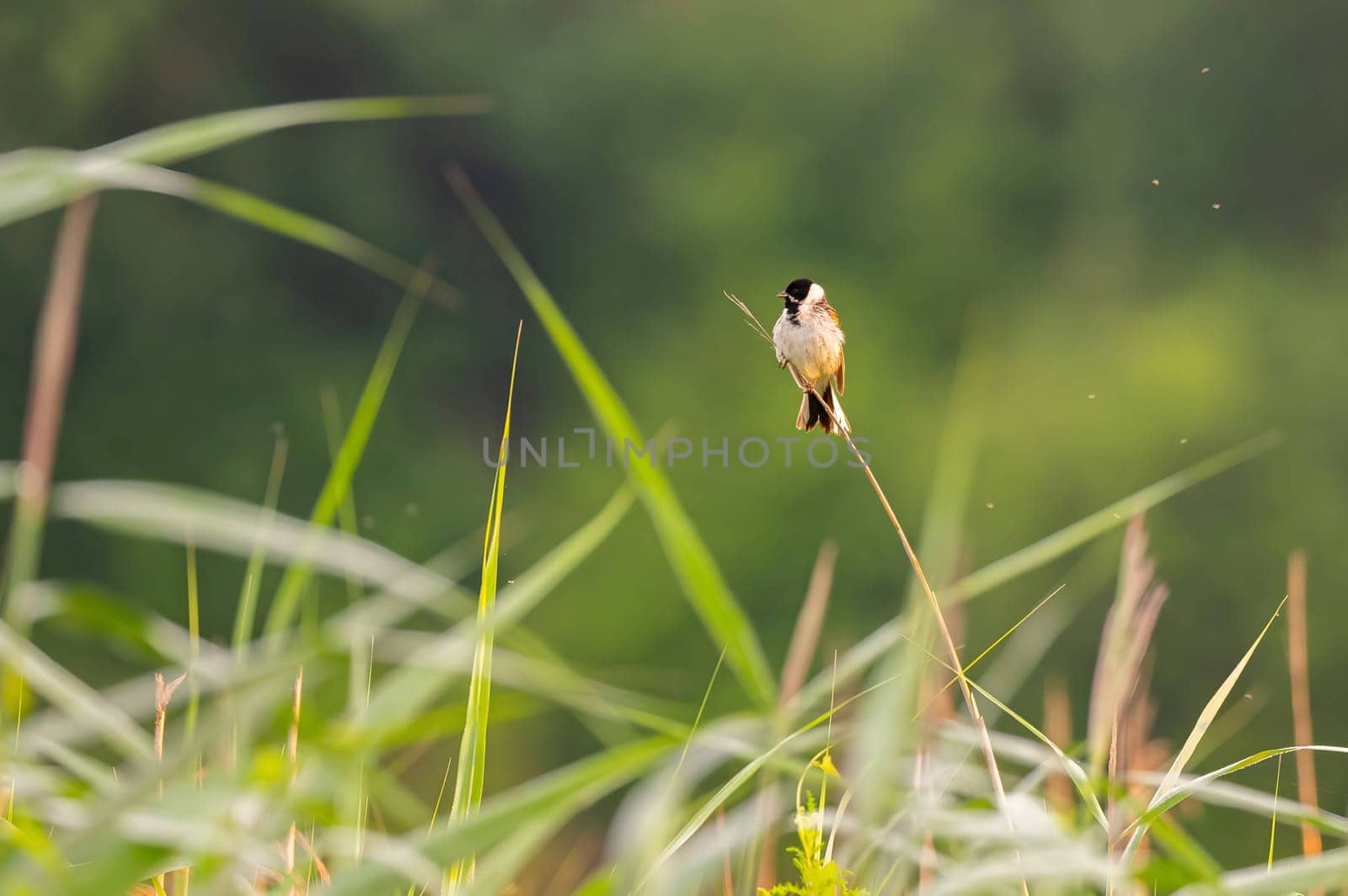 A wild A charming Common Reed Bunting perched on a slender stem amidst lush greenery, showcasing the beauty of nature.duck glides on sunset-kissed waters, surrounded by the mesmerizing hues of orange. Serene beauty in perfect harmony.