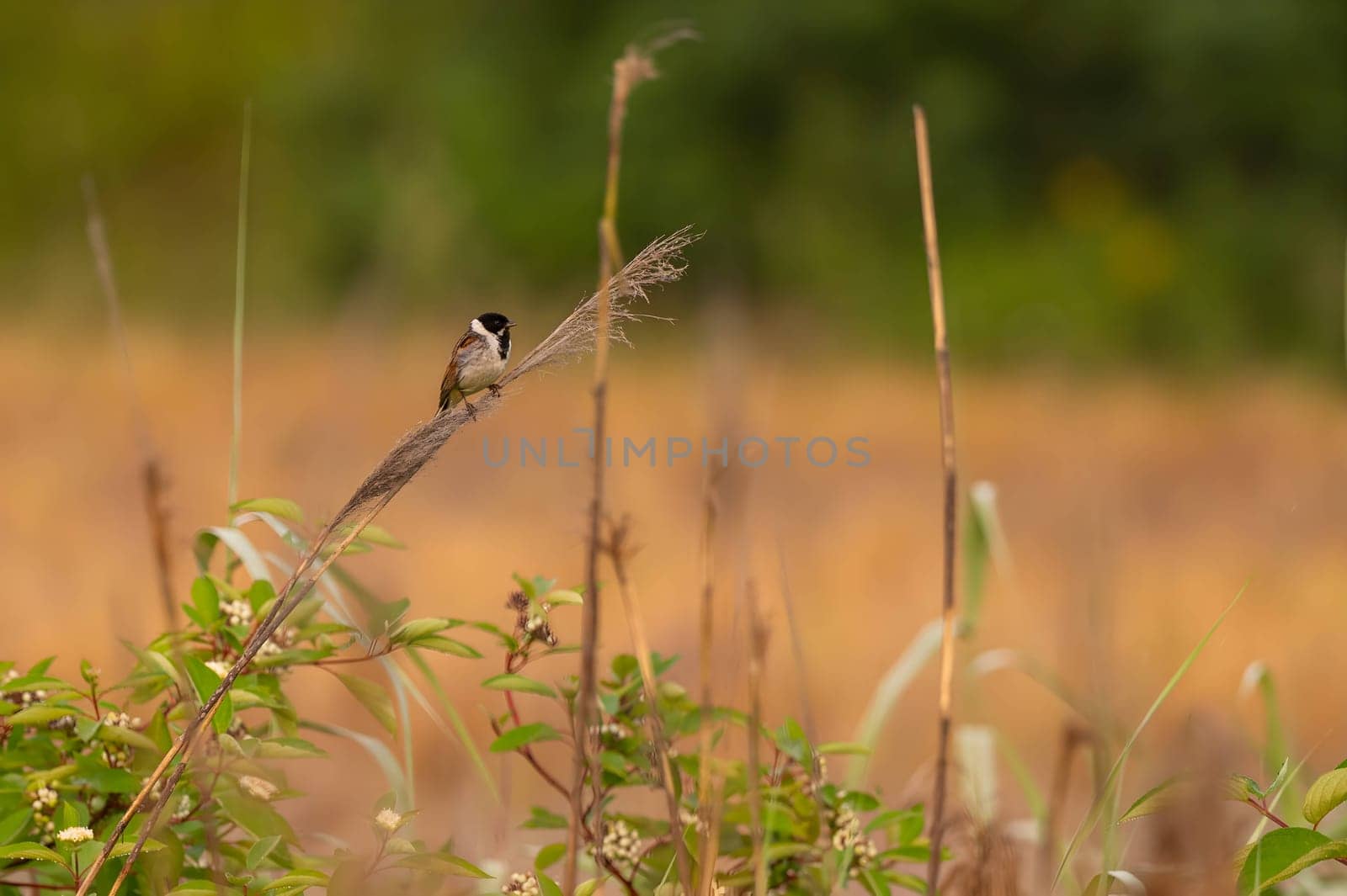 Common reed bunting sitting on a chin against a background of greenery. by NatureTron