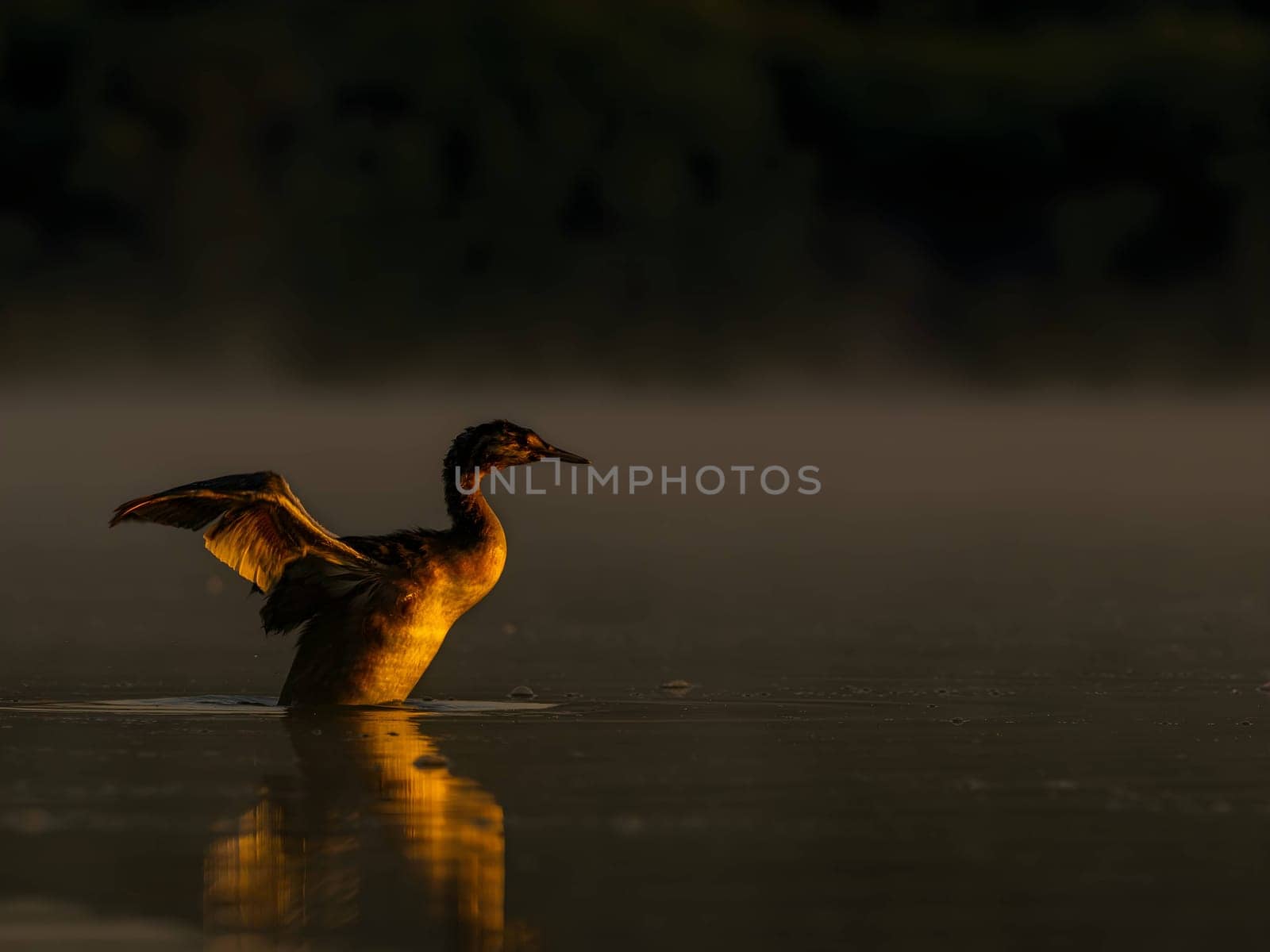 The Great Crested Grebe gracefully prepares for flight, showcasing its majestic presence.