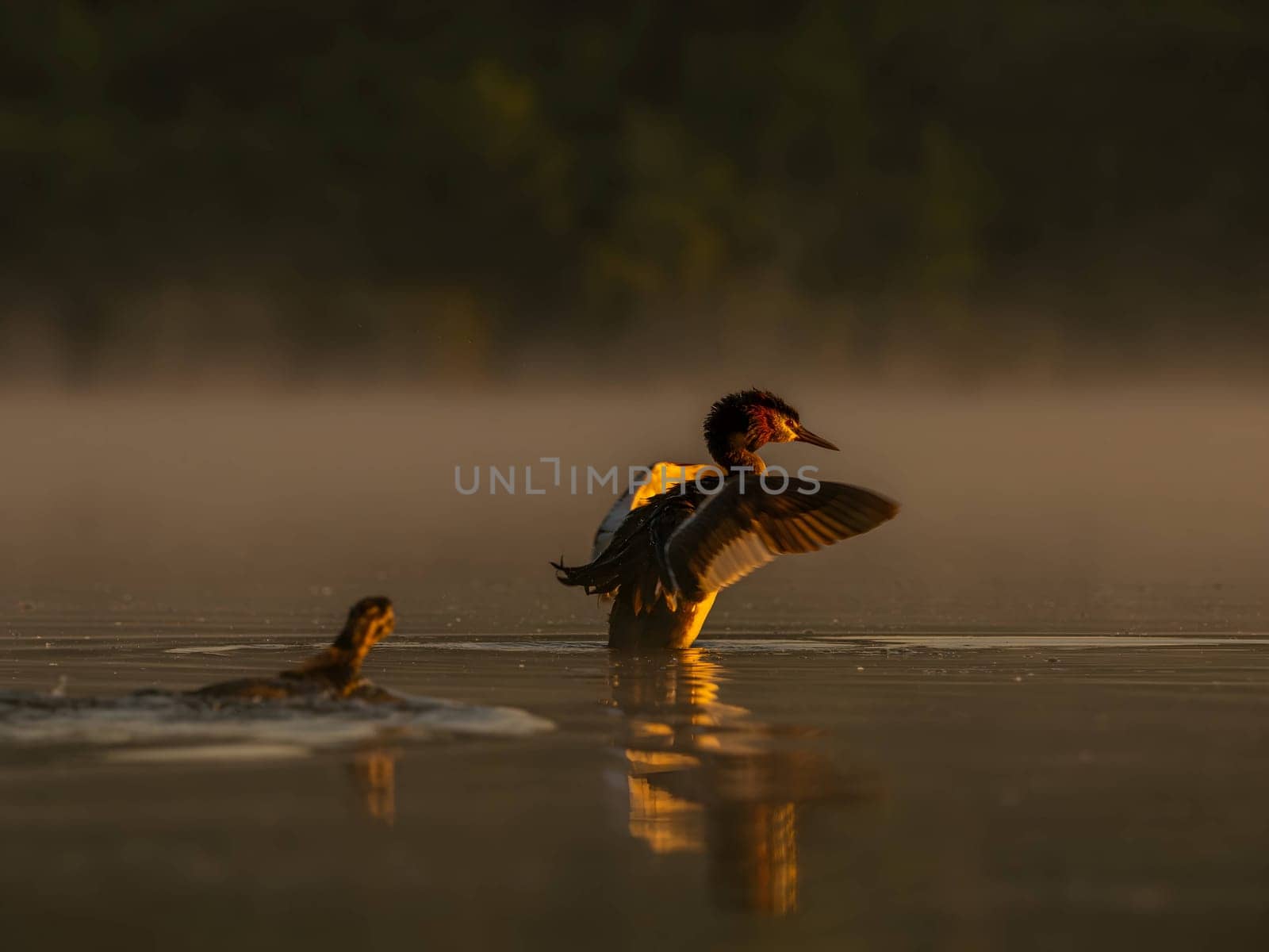 The Great Crested Grebe gracefully prepares for flight, showcasing its majestic presence.