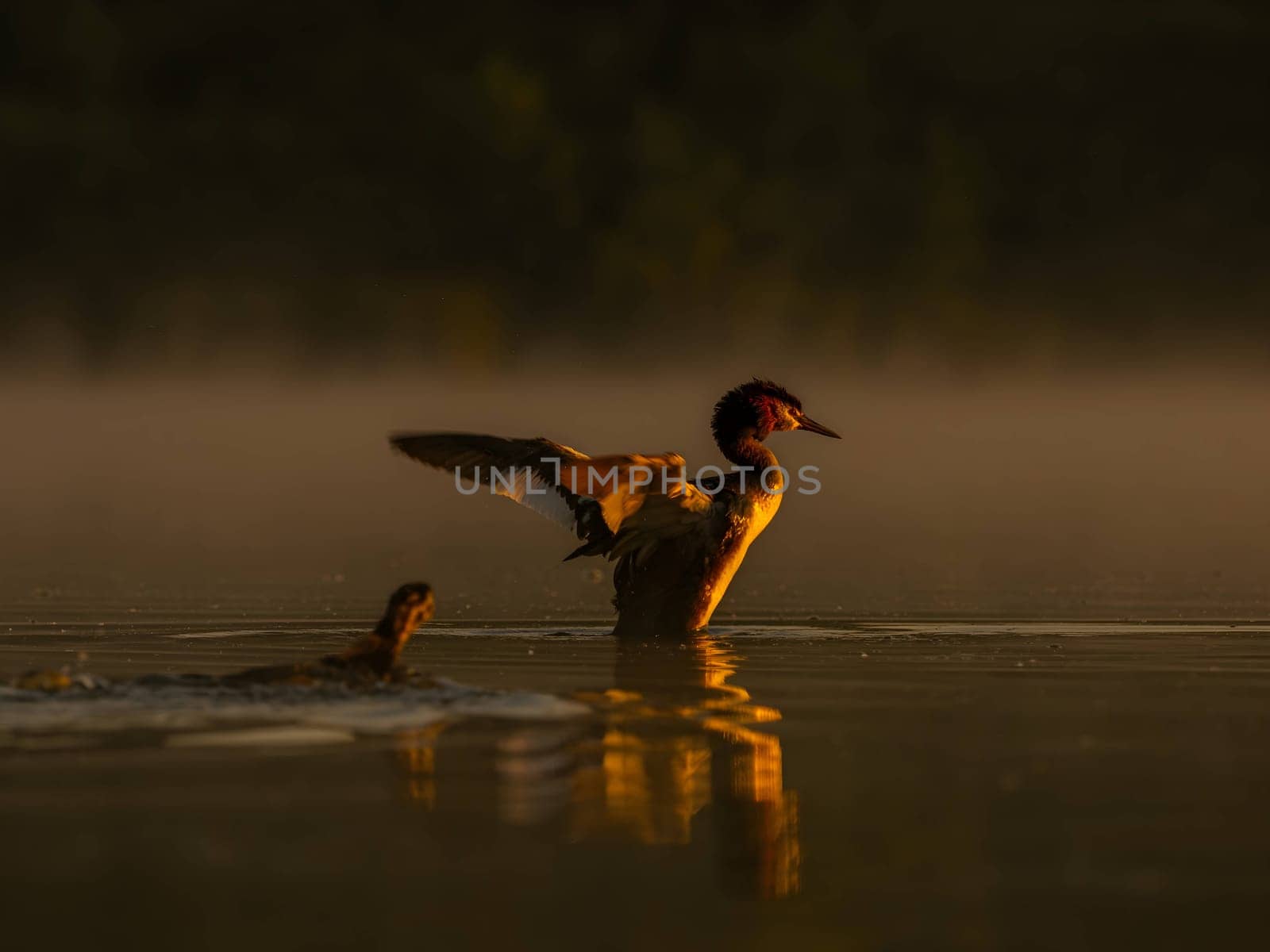 The Great Crested Grebe gracefully prepares for flight, showcasing its majestic presence.