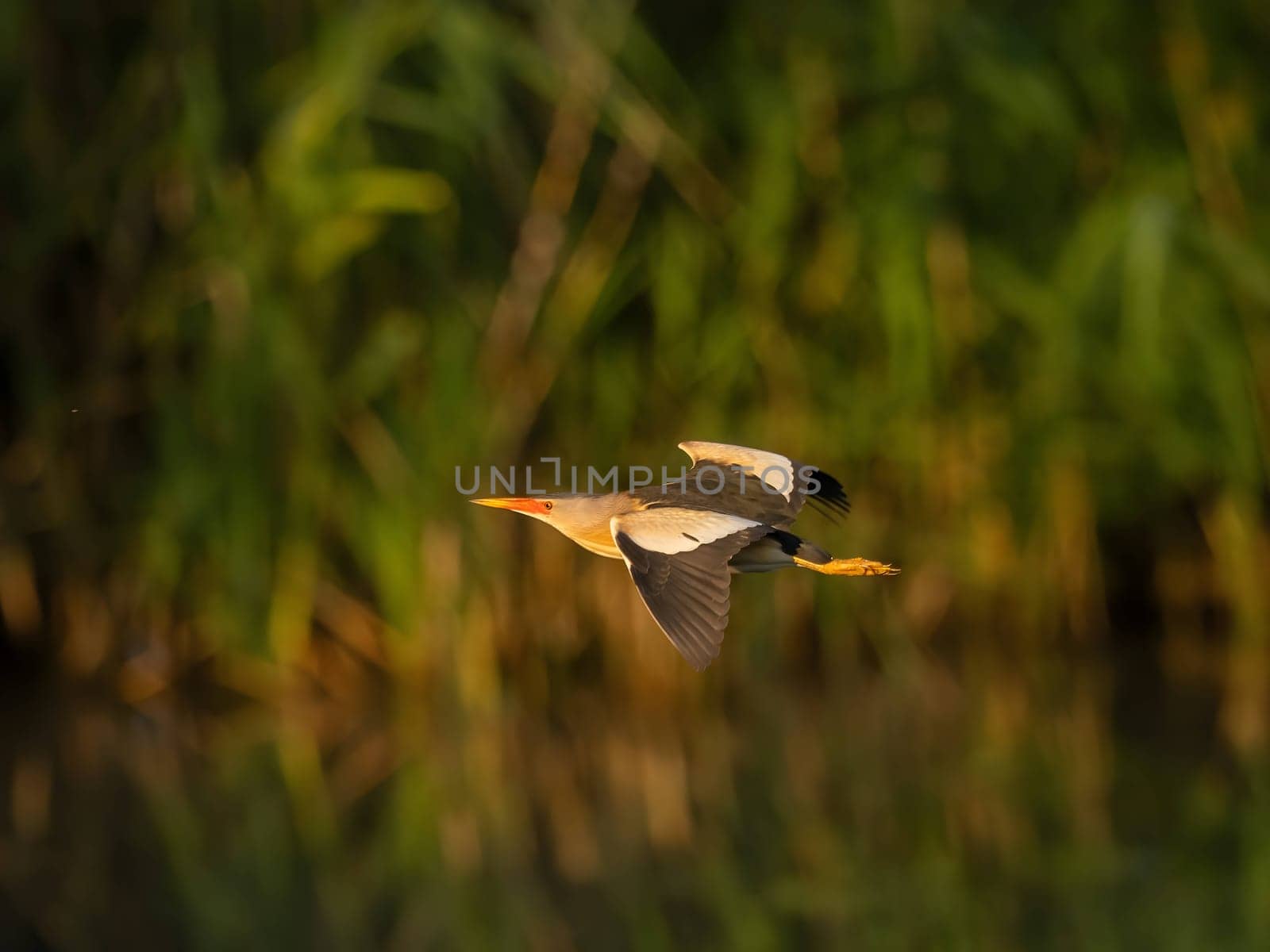 A Little Bittern gracefully soaring through lush green foliage, its slender form blending seamlessly with its natural surroundings.