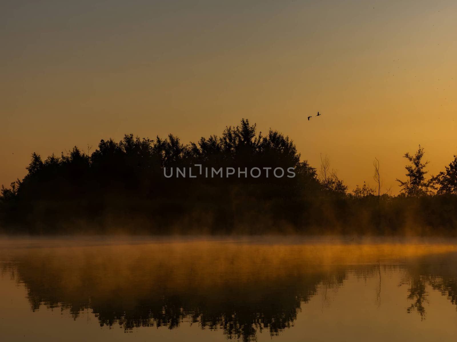 The setting sun casts its warm glow over a serene wetland, as a majestic duck gracefully glides through the sky.