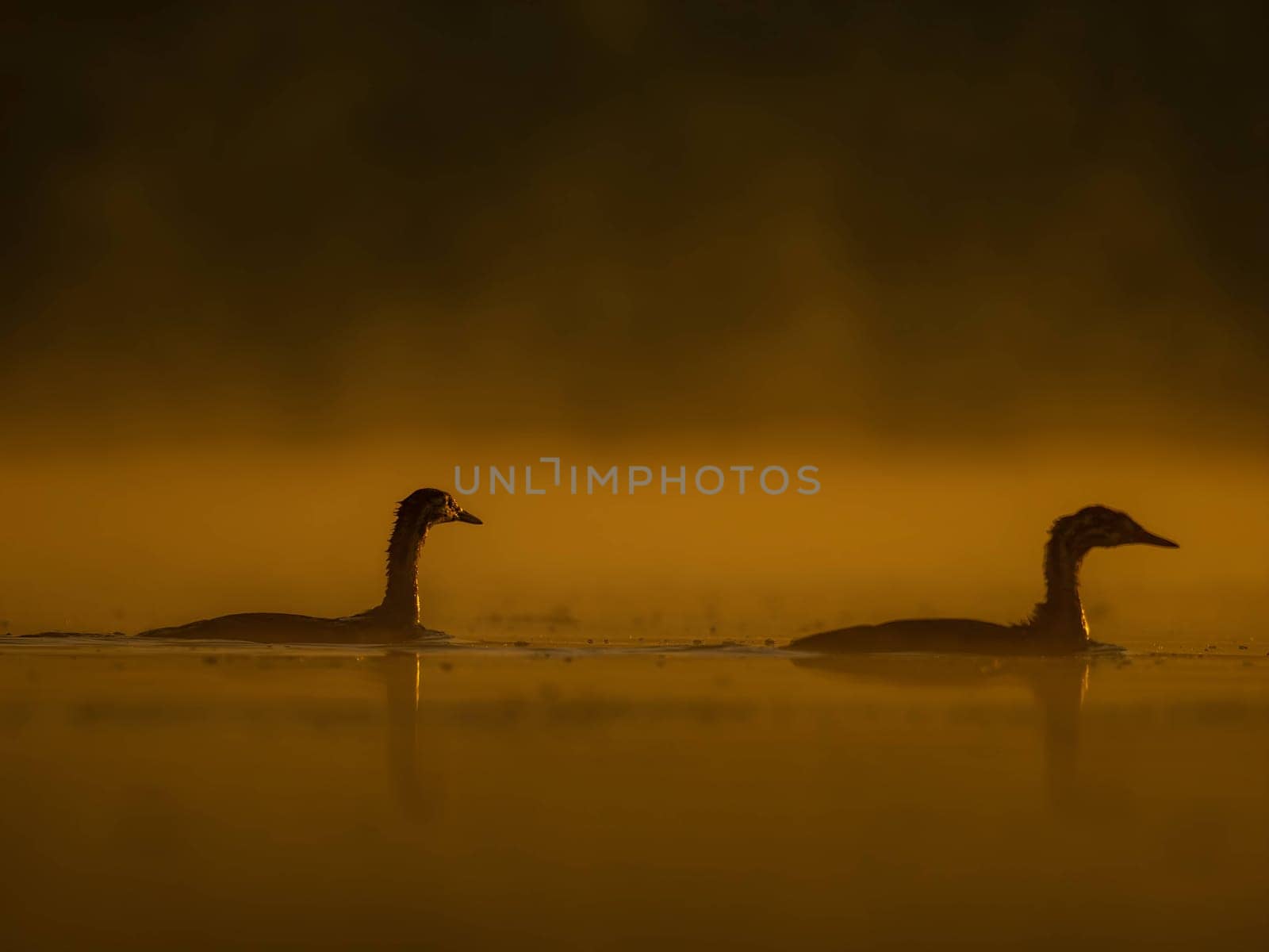 Two ducks glides on sunset-kissed waters, surrounded by the mesmerizing hues of orange. Serene beauty in perfect harmony.