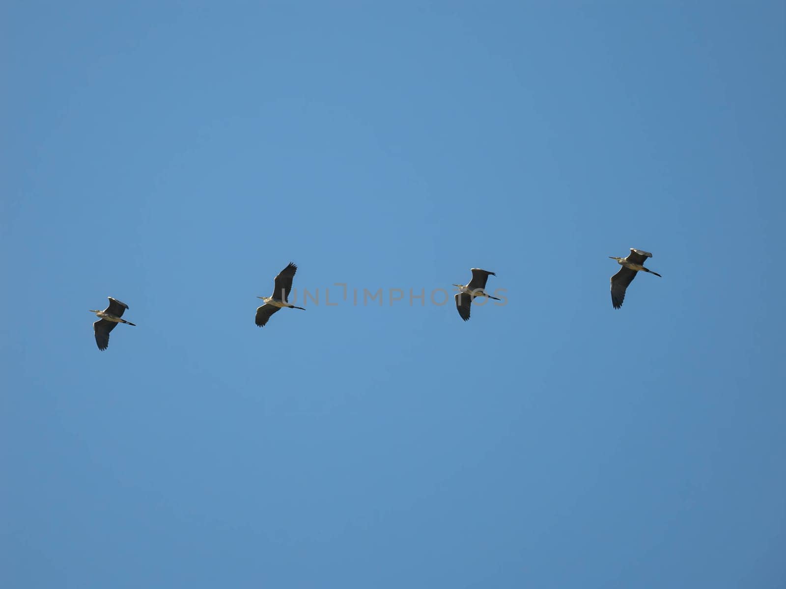 Graceful Grey Herons soaring through the boundless sky, their wings spread wide, painting a picture of elegance and freedom.