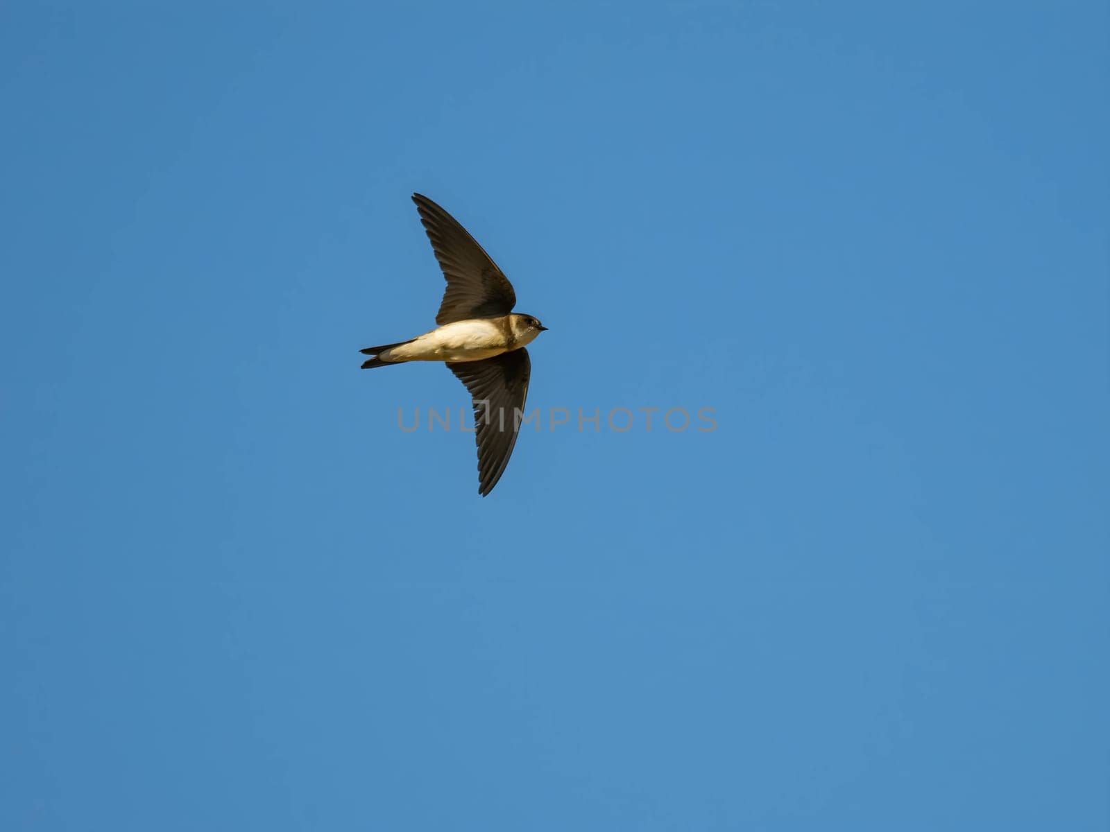 A Sand Martin gliding through the vast expanse of the sky, its agile wings carrying it with effortless grace.