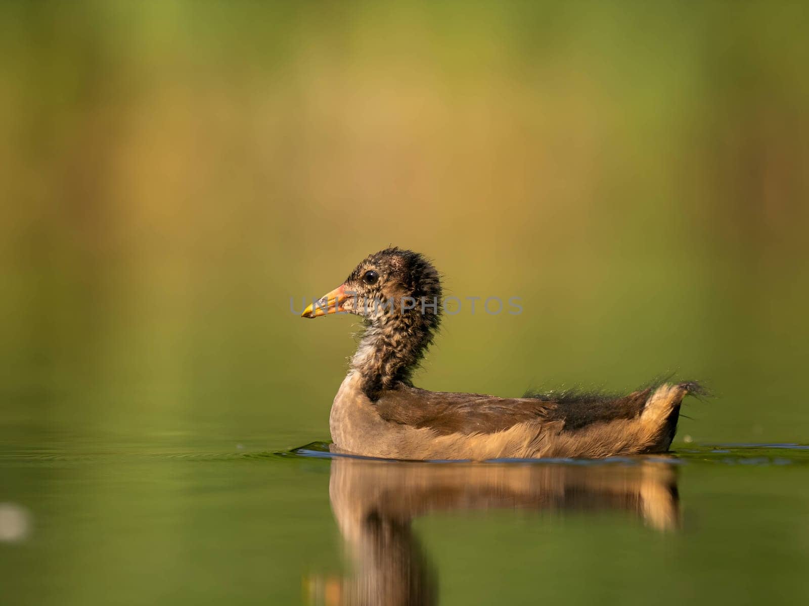 A young Common Moorhen peacefully floats on the water, surrounded by a lush green background.