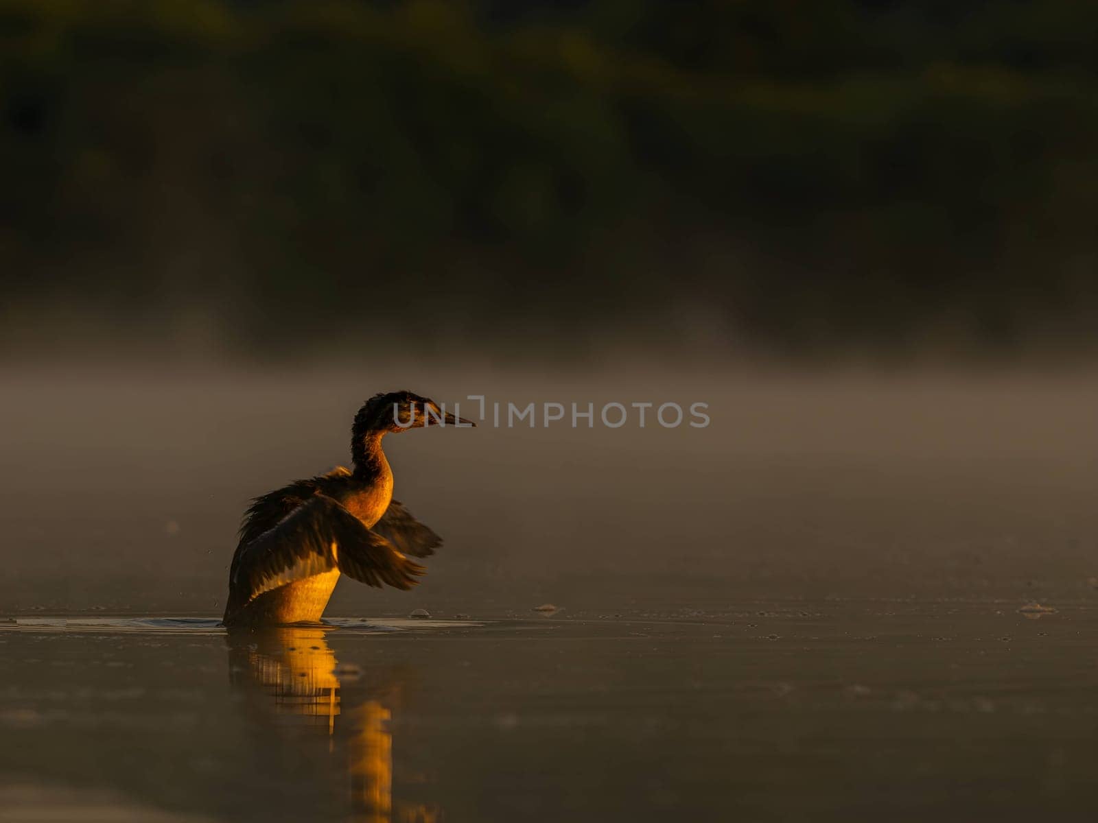 The Great Crested Grebe gracefully prepares for flight, showcasing its majestic presence.