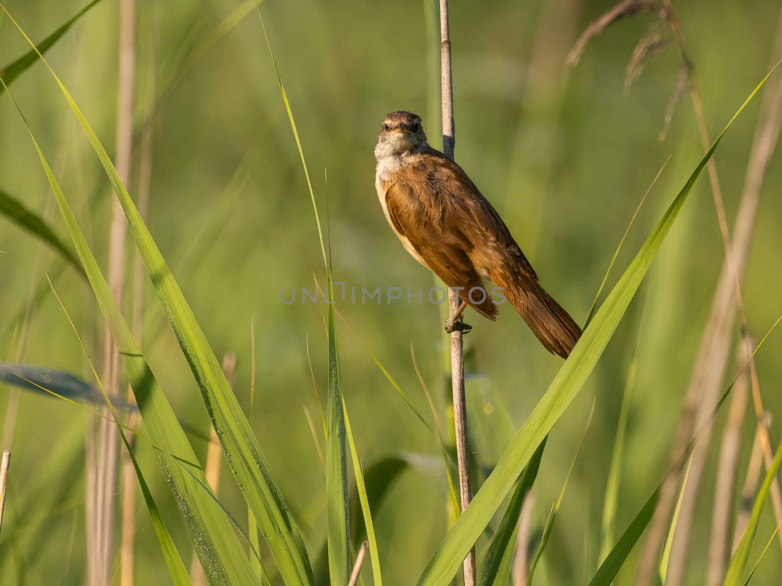 The Great Reed Warbler sits on tall grass, camouflaged among the surrounding vegetation.