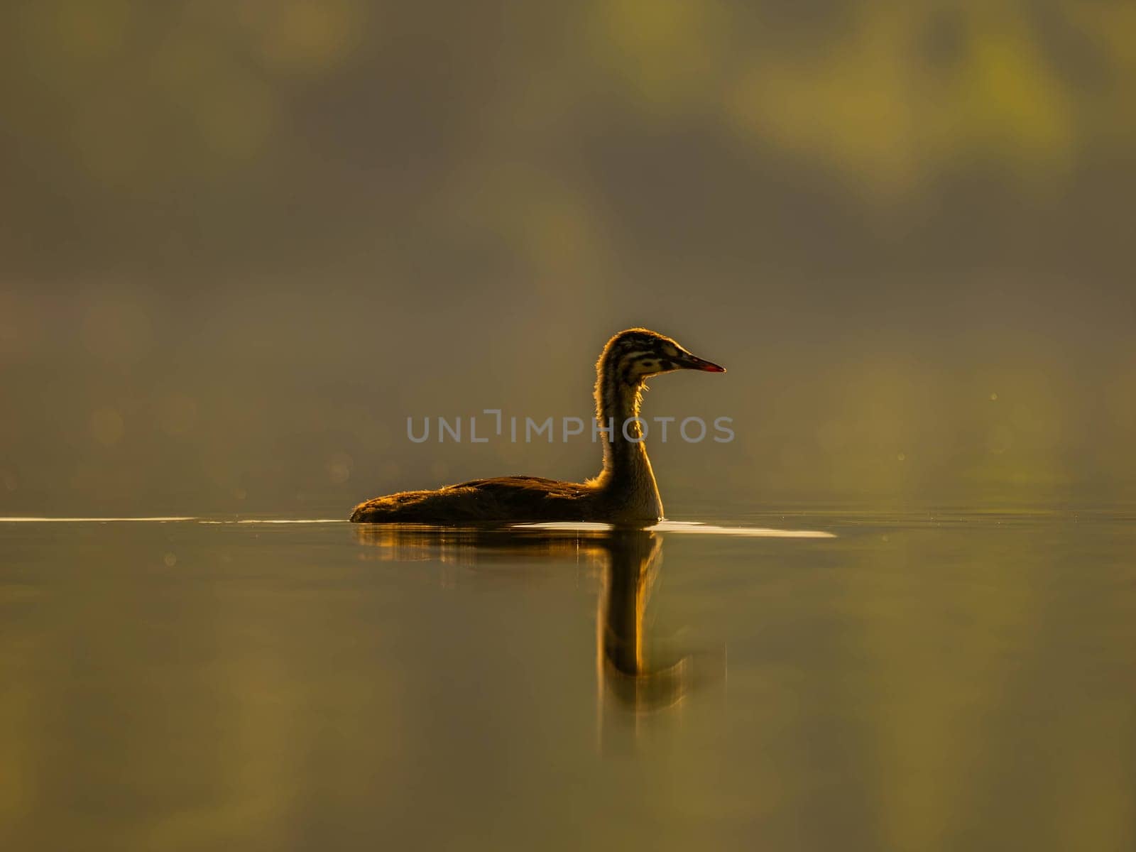 A young Great Crested Grebe peacefully floats on the water, illuminated by the warm hues of the setting sun.