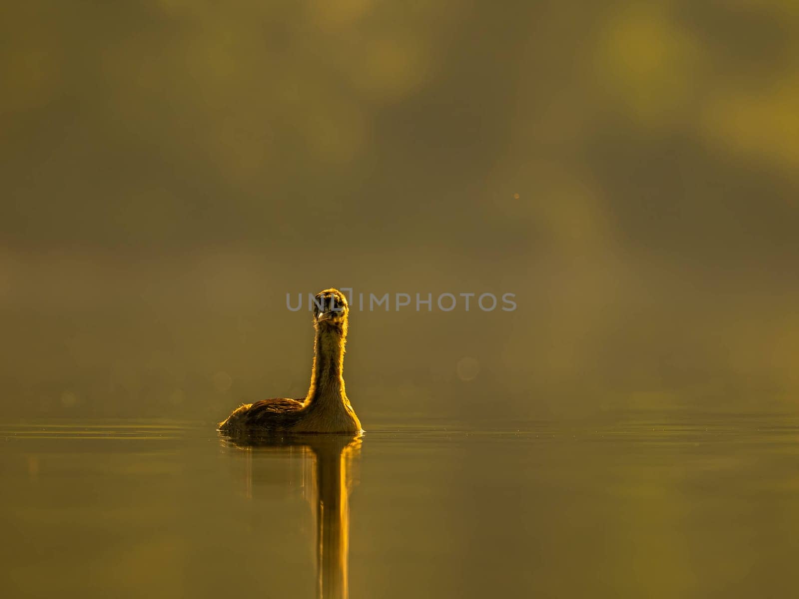 A young Great Crested Grebe peacefully floats on the water, illuminated by the warm hues of the setting sun.