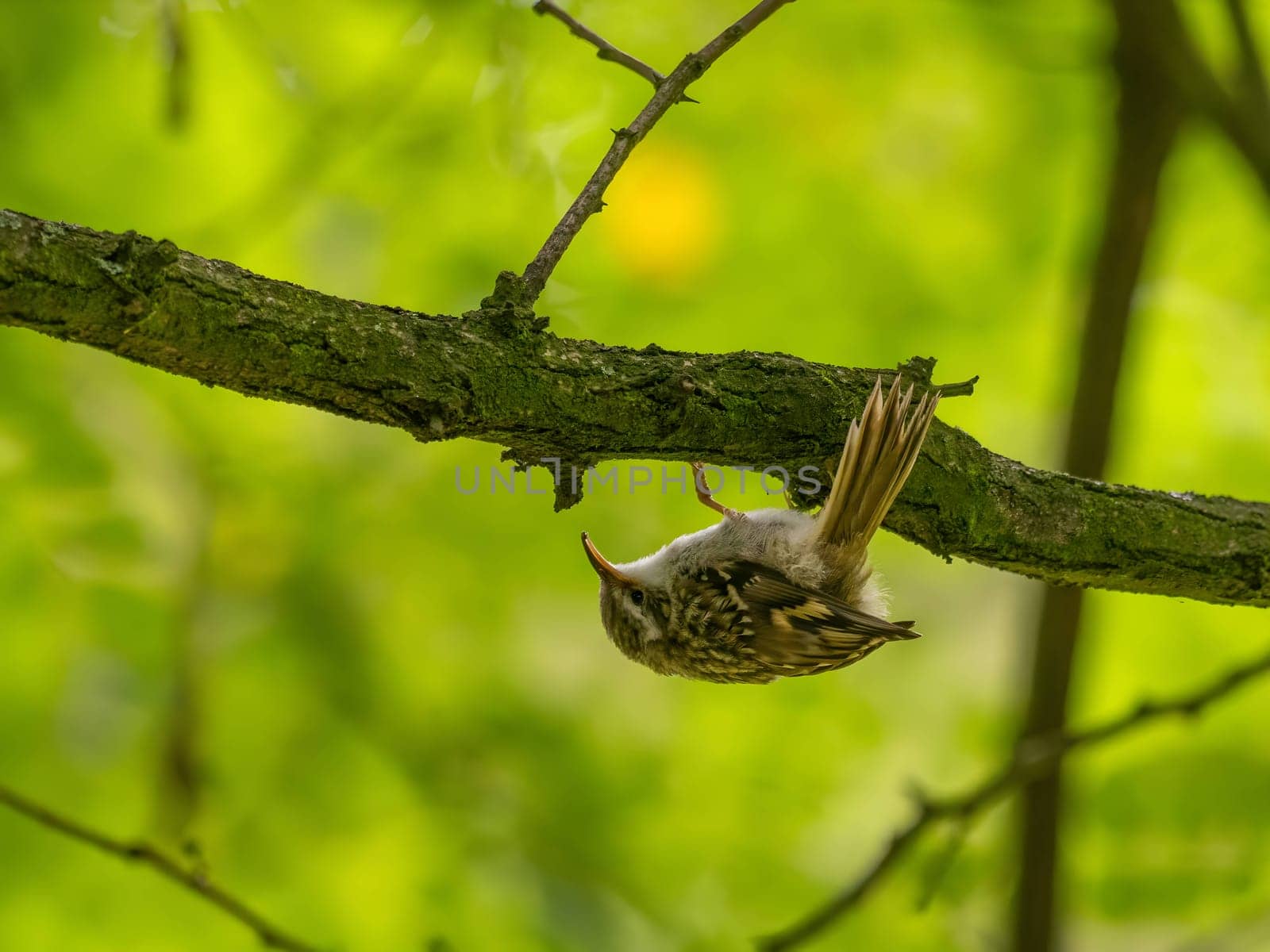 An Eurasian Treecreeper perches on a tree branch, surrounded by lush green foliage.